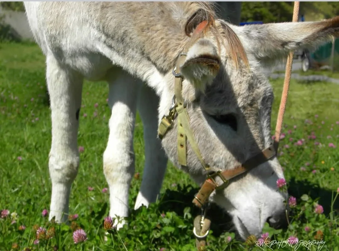 donkey-farm-pic-15.jpg