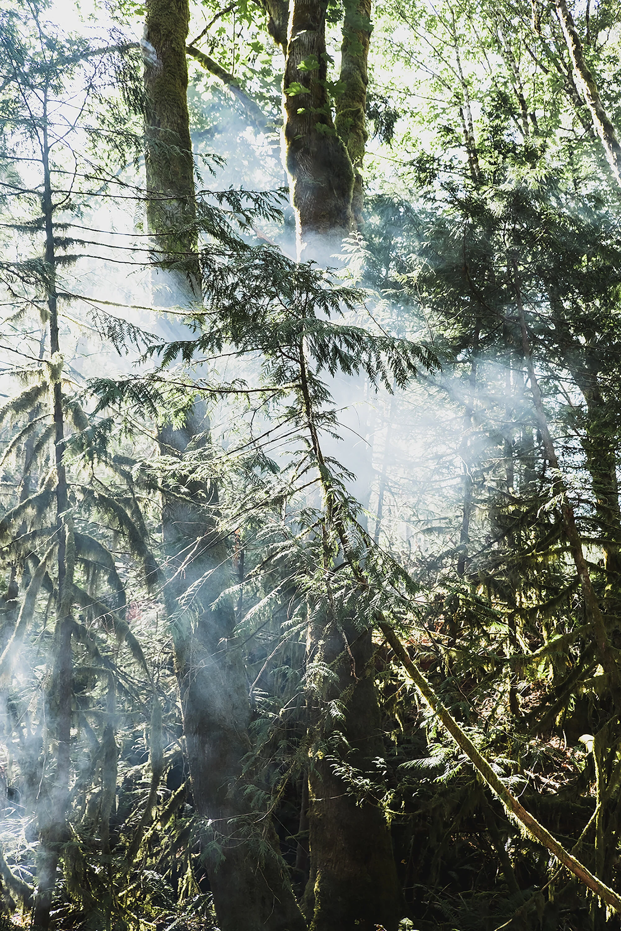 forestmorning1.jpg