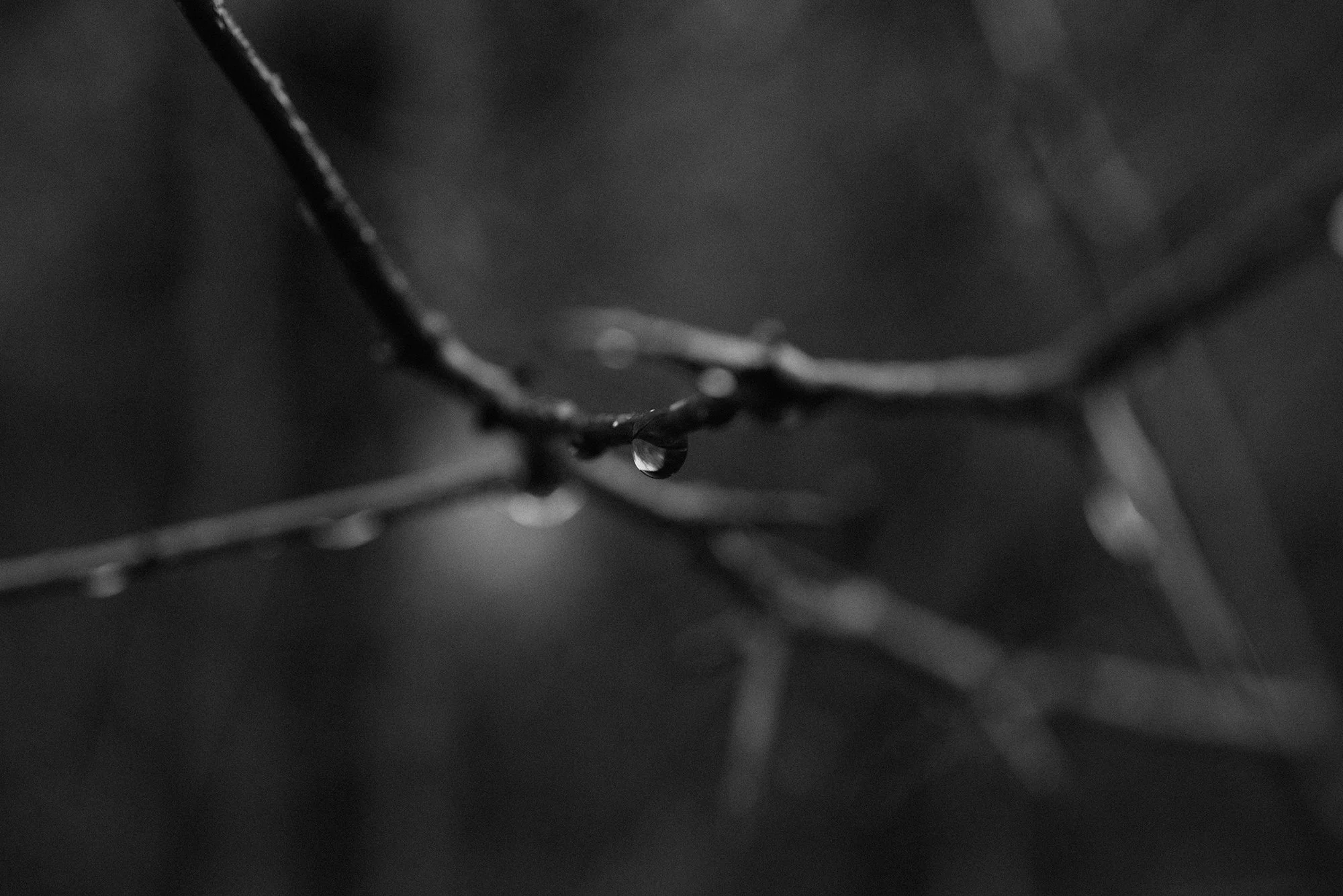 blackandwhitebranch.jpg