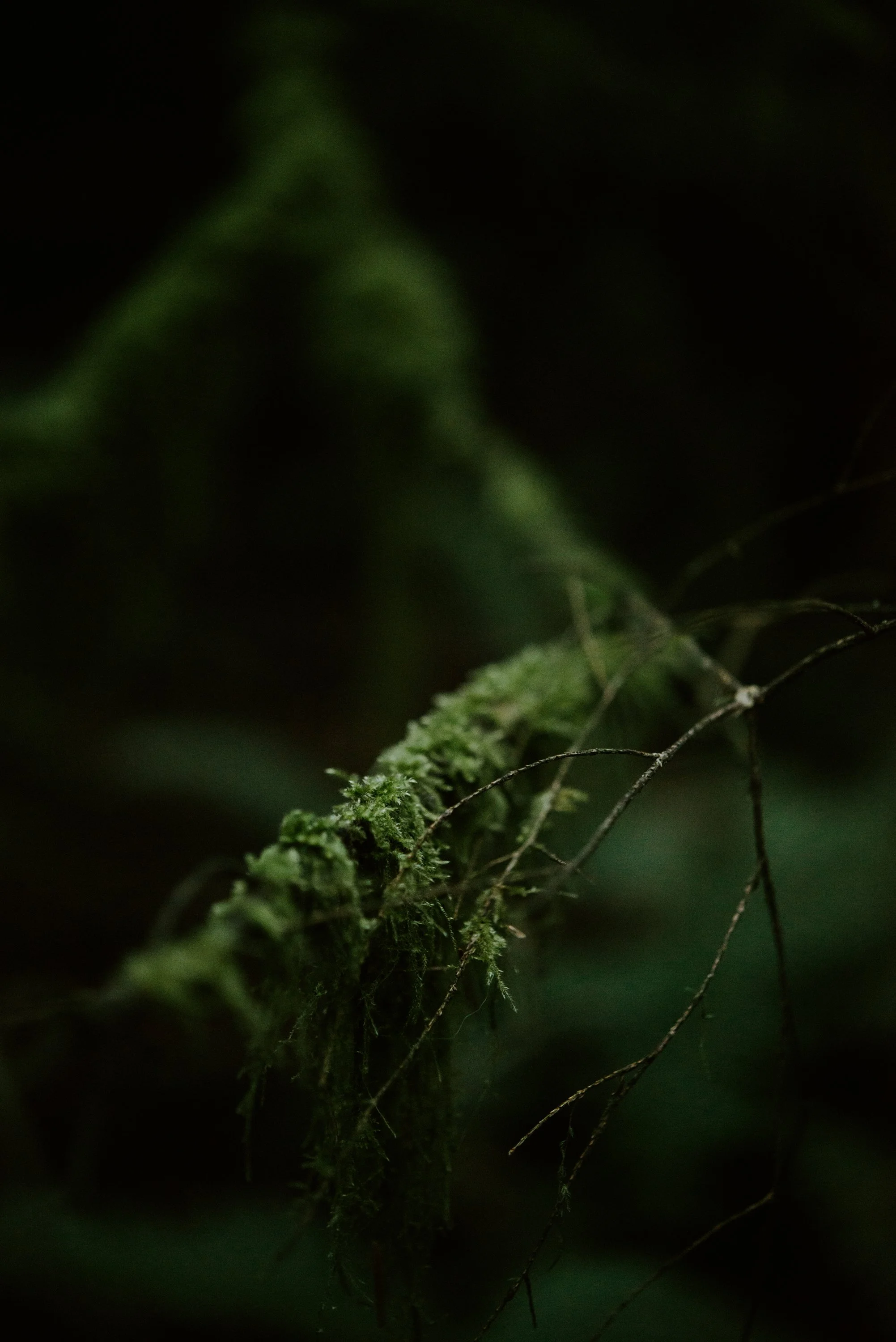 forestmoss.jpg