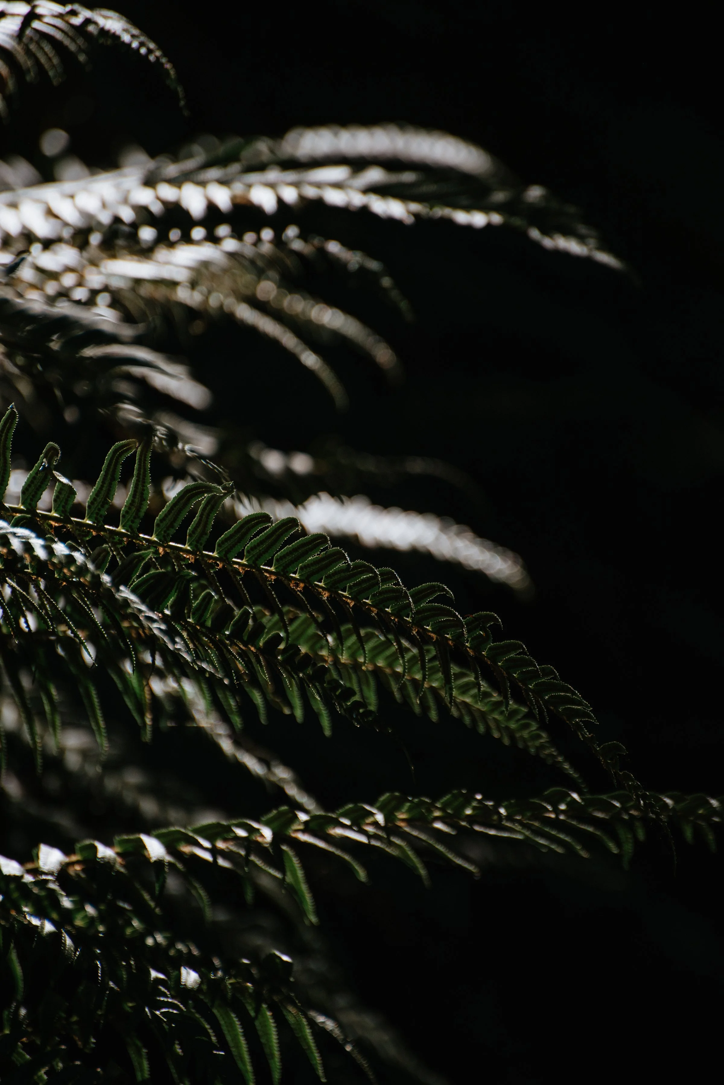sunlightferns.jpg