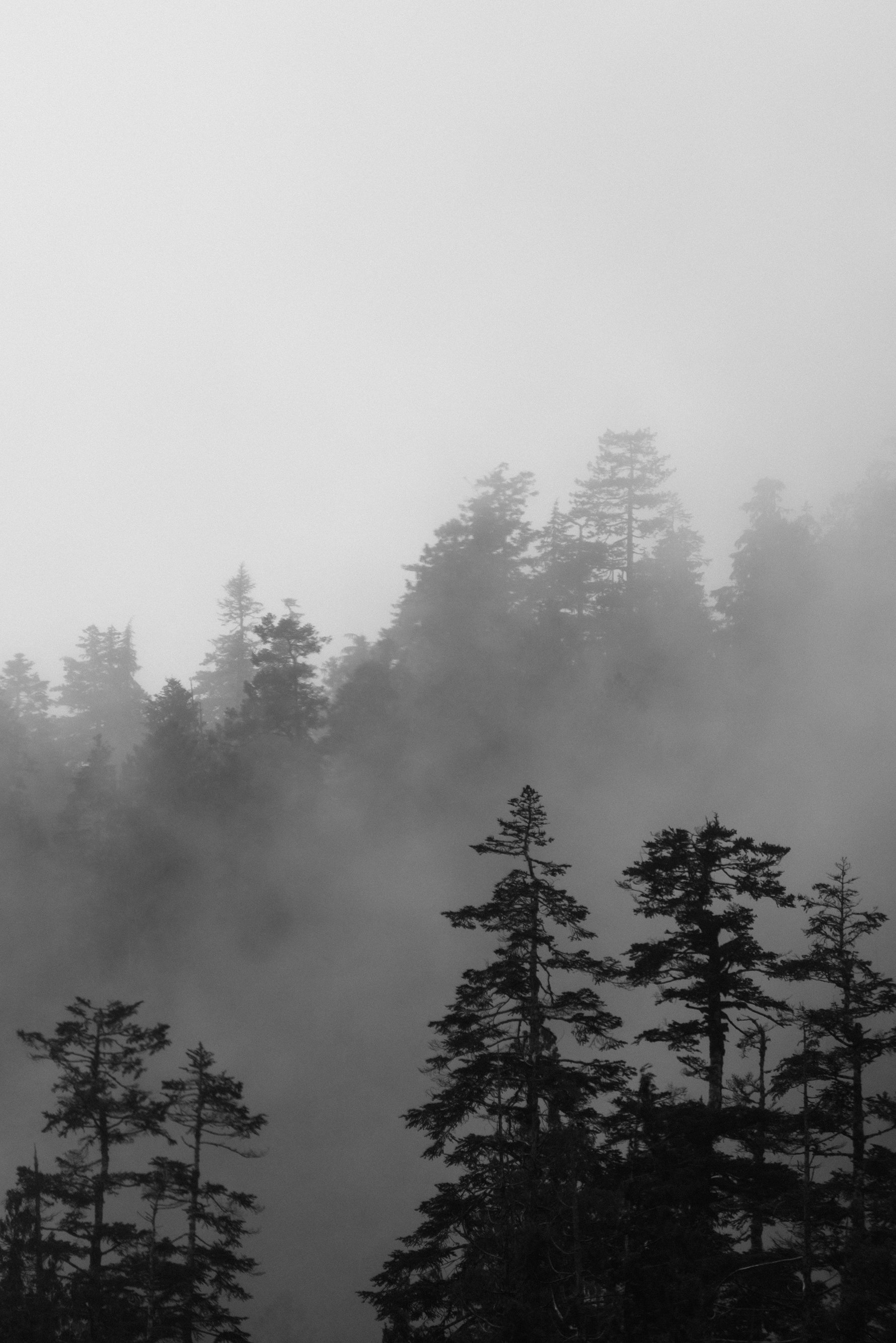 treemist.jpg