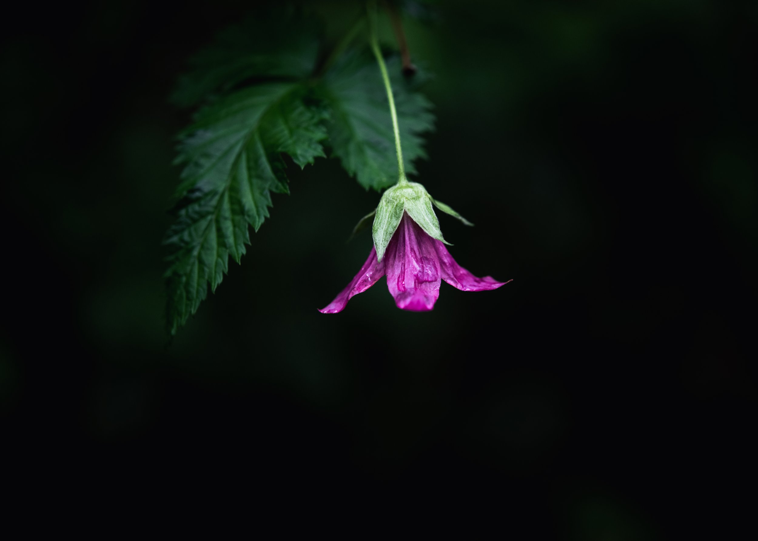 rainyflower1.jpg