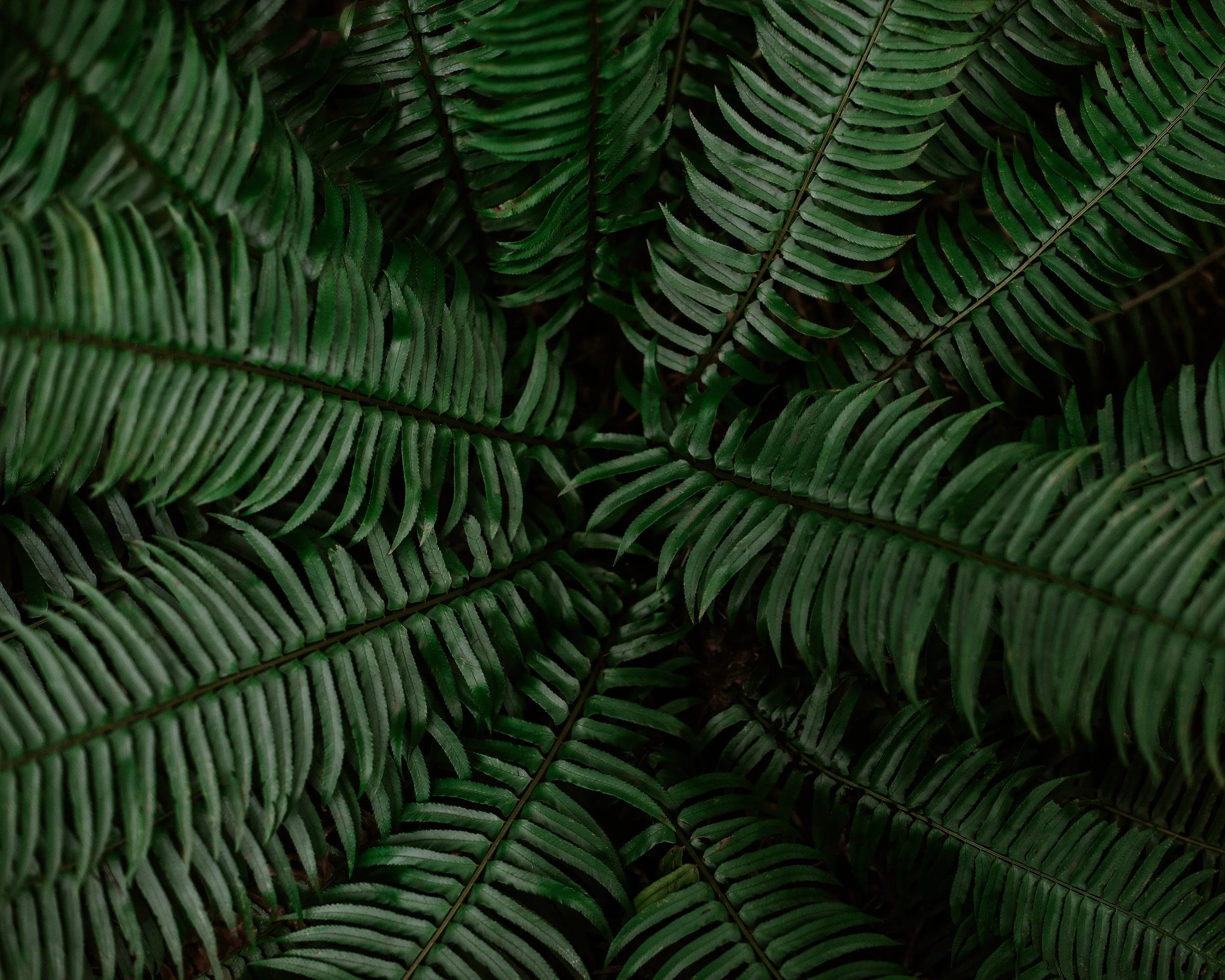 DSC_4424-Edit copy.jpg