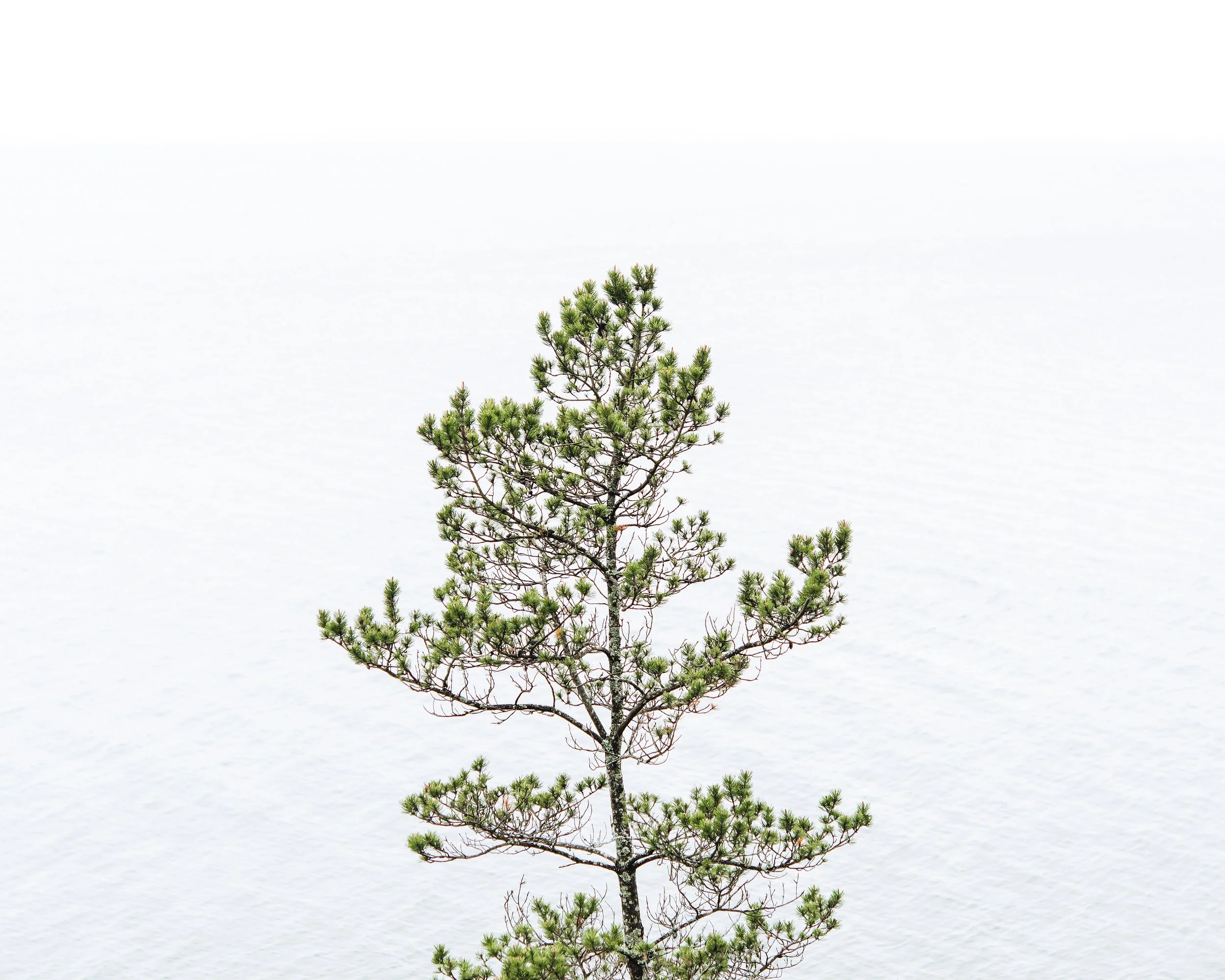 individual-tree-with-water-backdrop.jpg