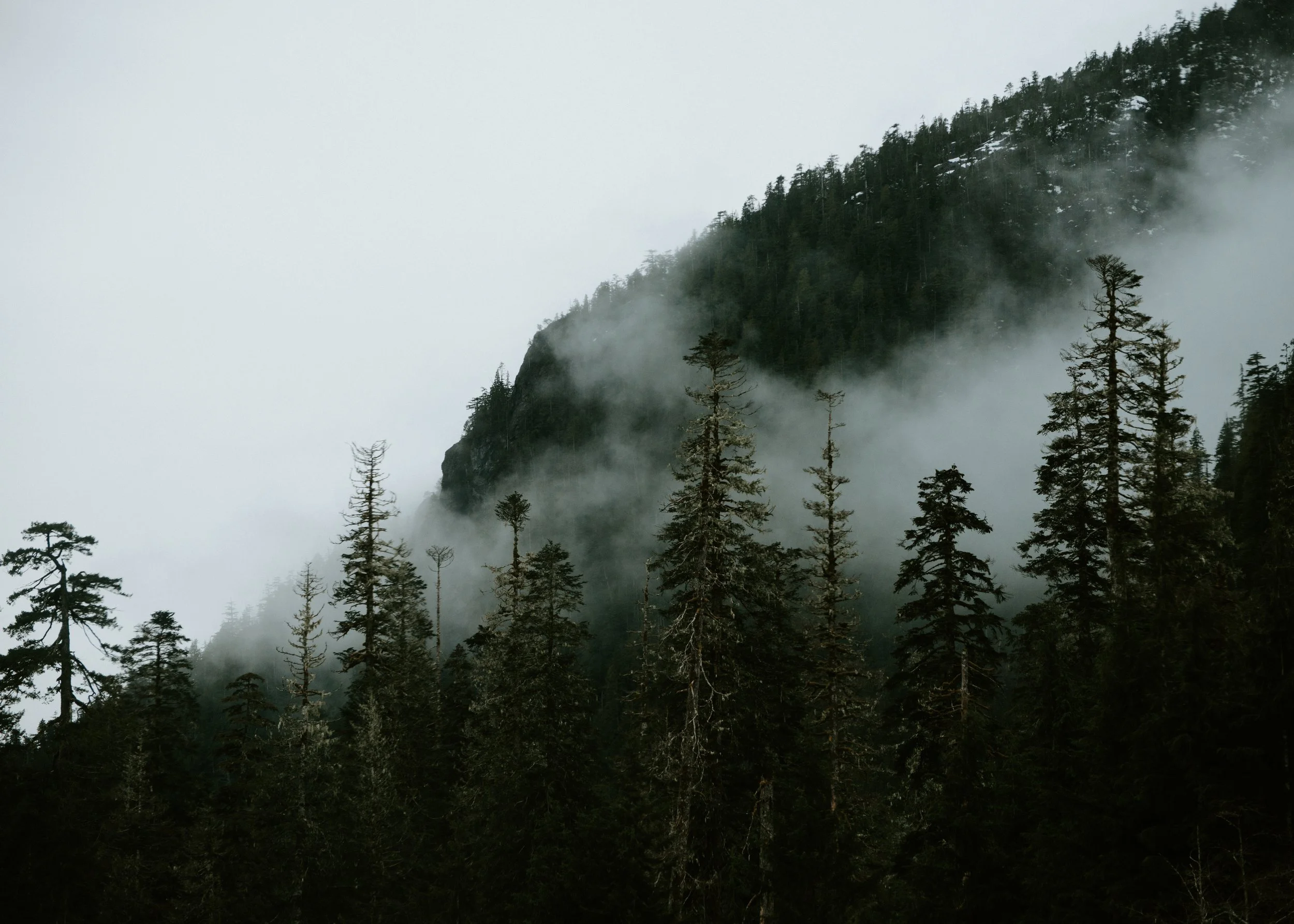treeline-misty-mountains.jpg