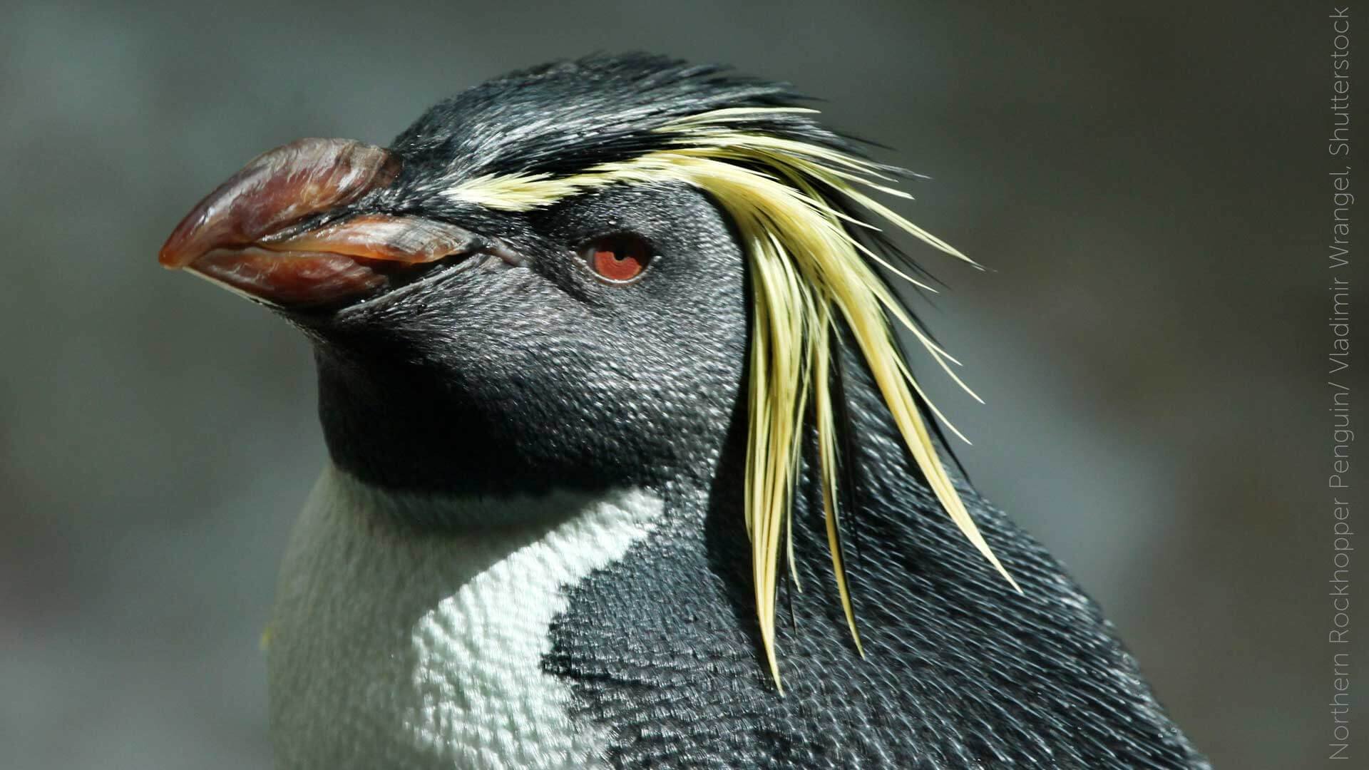 Northern-Rockhopper-Penguin-Vladimir-Wrangel-SS_Banner-Photo_Ultimate-Final.jpg
