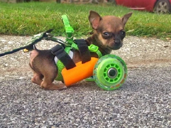 3D列印讓他們得到二次生命