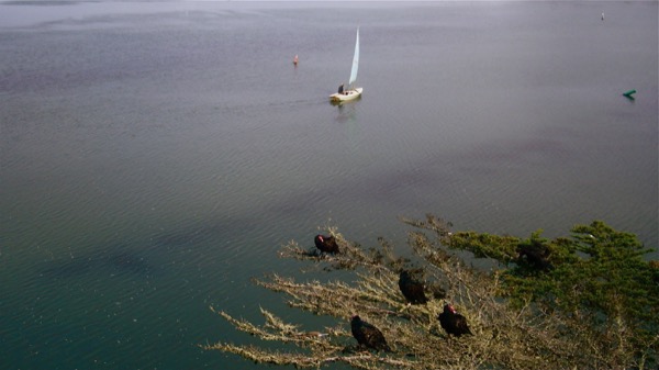 BIRDS WATCHING: MORRO BAY