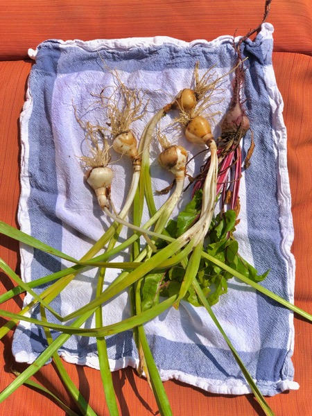 BEET & BULBS: LOS ANGELES