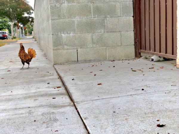 CITY CHICKEN: LOS ANGELES