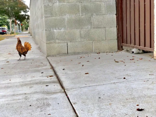 CITY CHICKEN - ADAM FIKE.jpeg