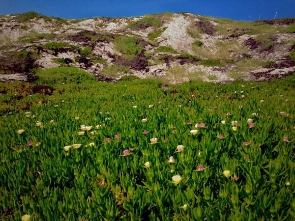 DUNE FLOWERS: LOS ANGELES