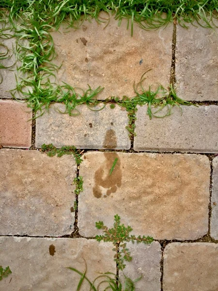 FADING FOOTPRINT - ADAM FIKE.jpeg