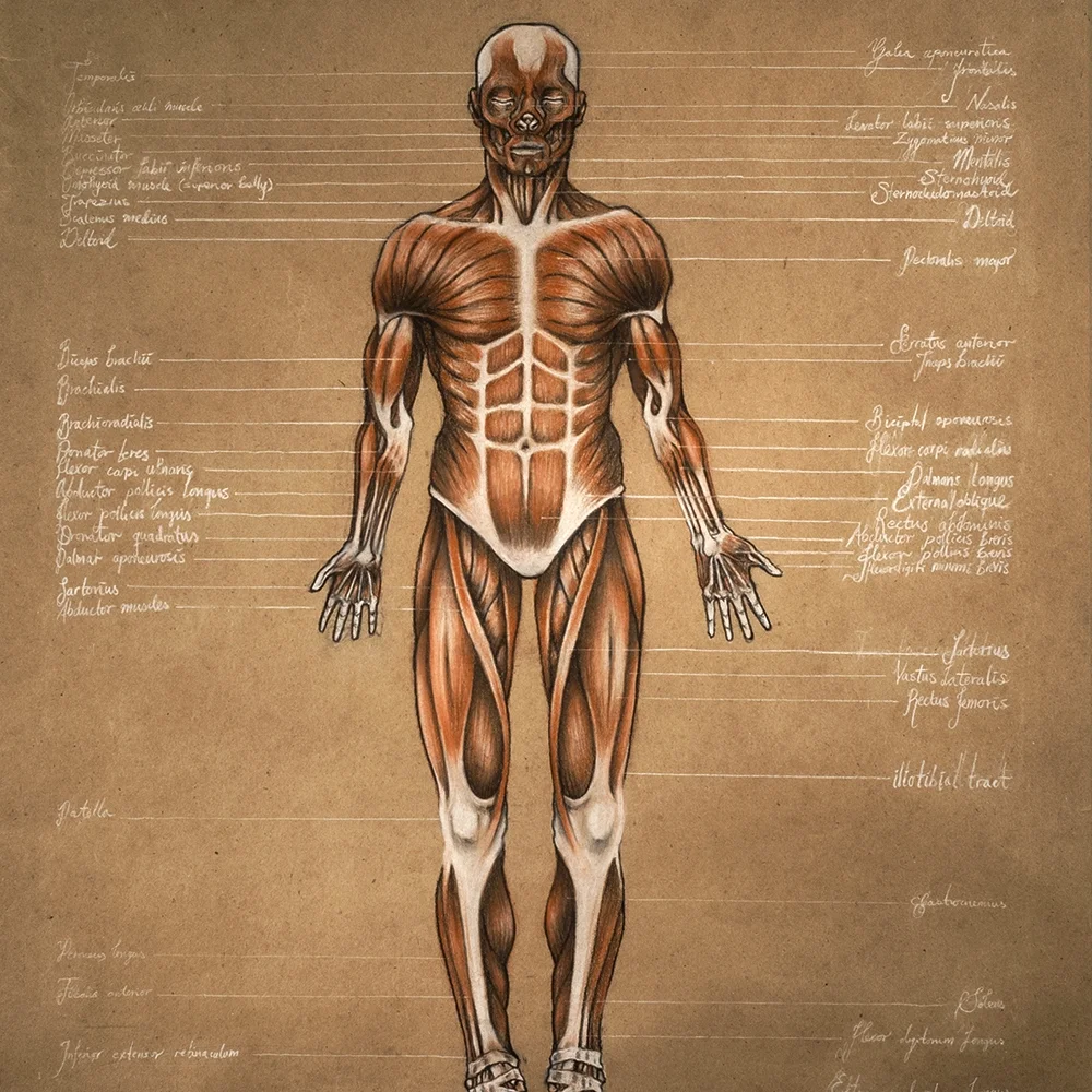 anatomy.jpeg