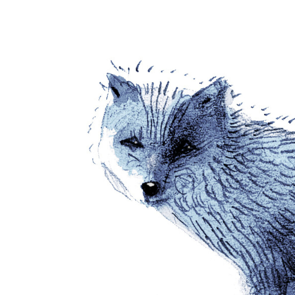 Arctic Fox Drawings for Sale - Fine Art America