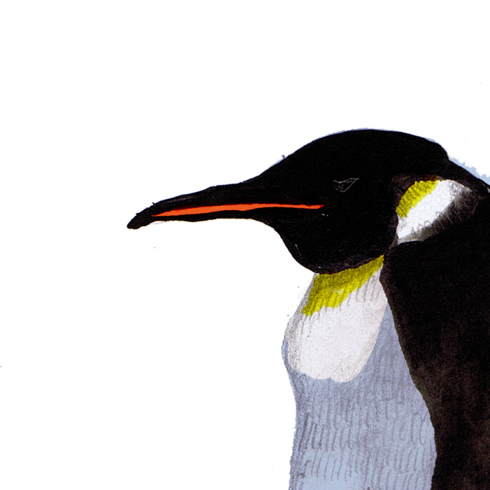 Penguin — Carol Adlam. Art & Writing