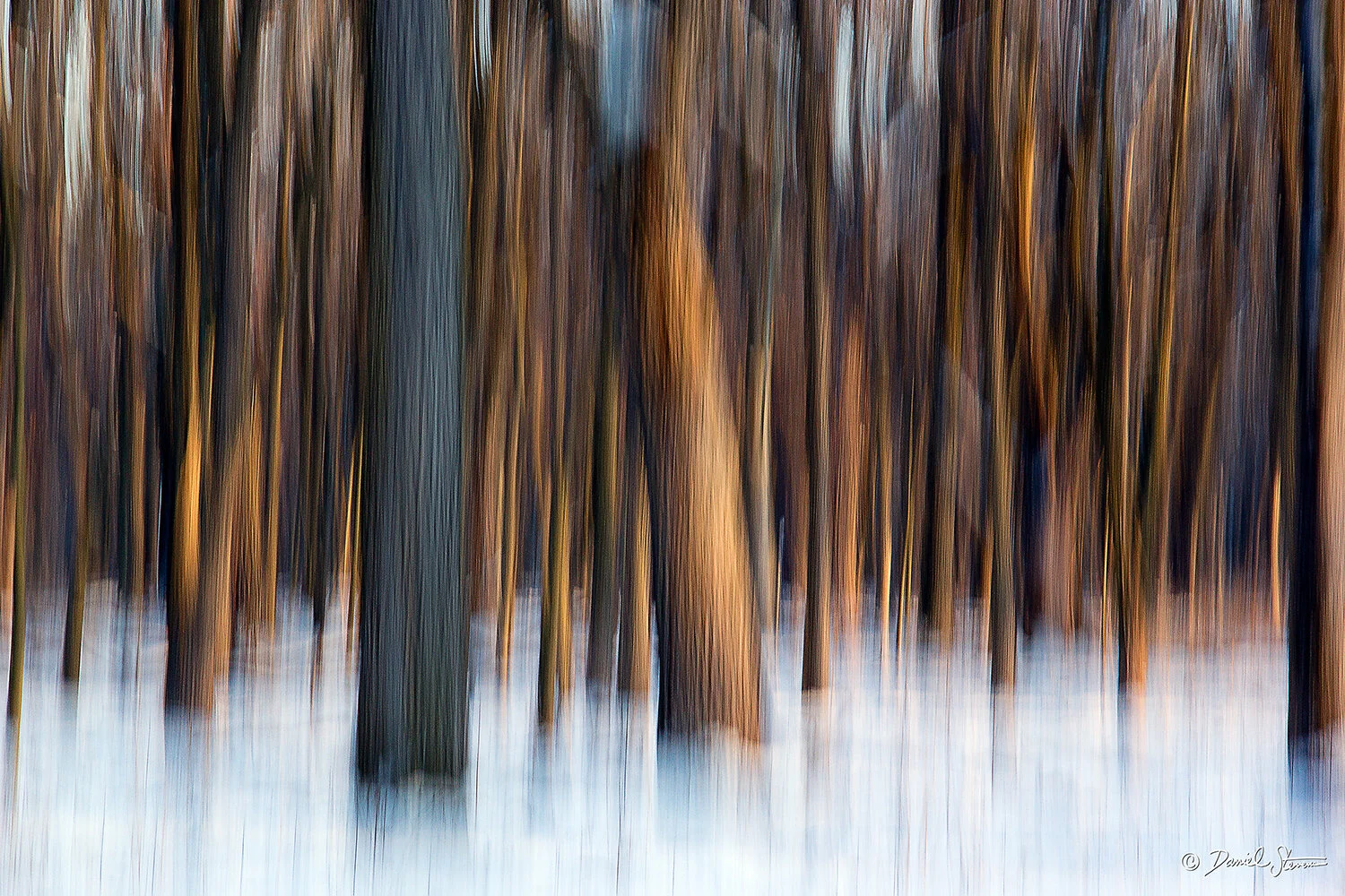 Trees in the Mist