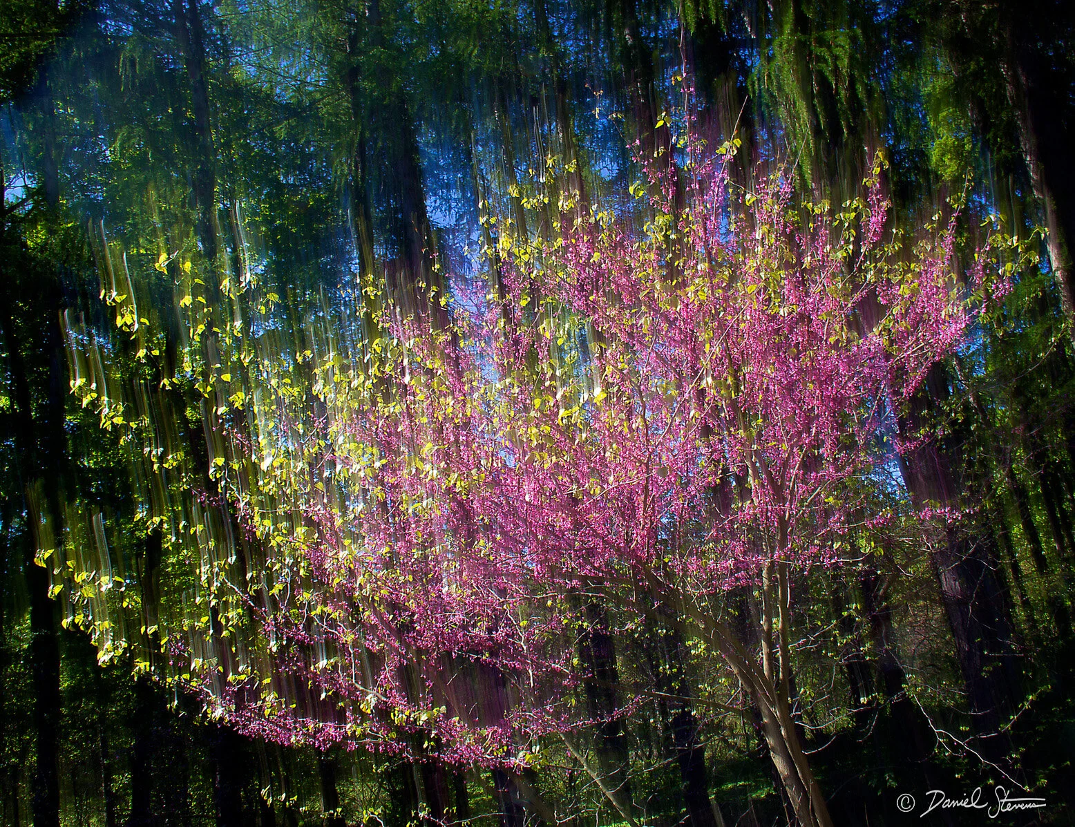 Spring Comes to the Forest