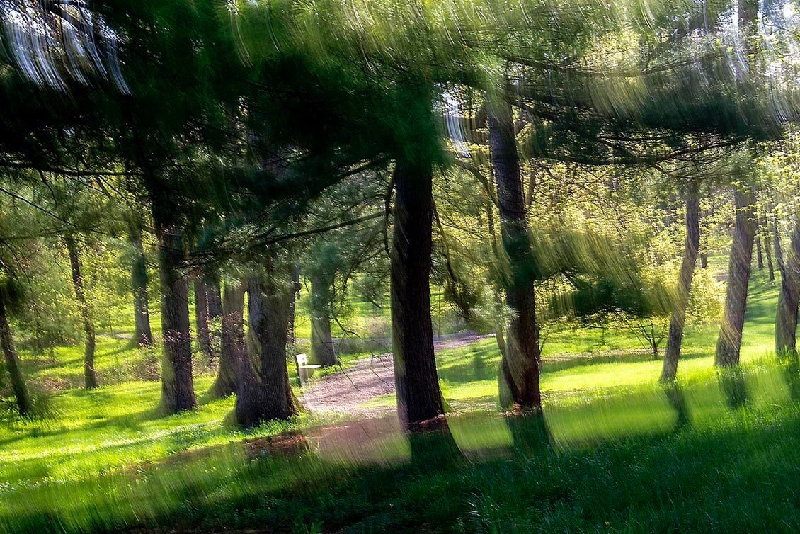 wood+green+walk.jpg