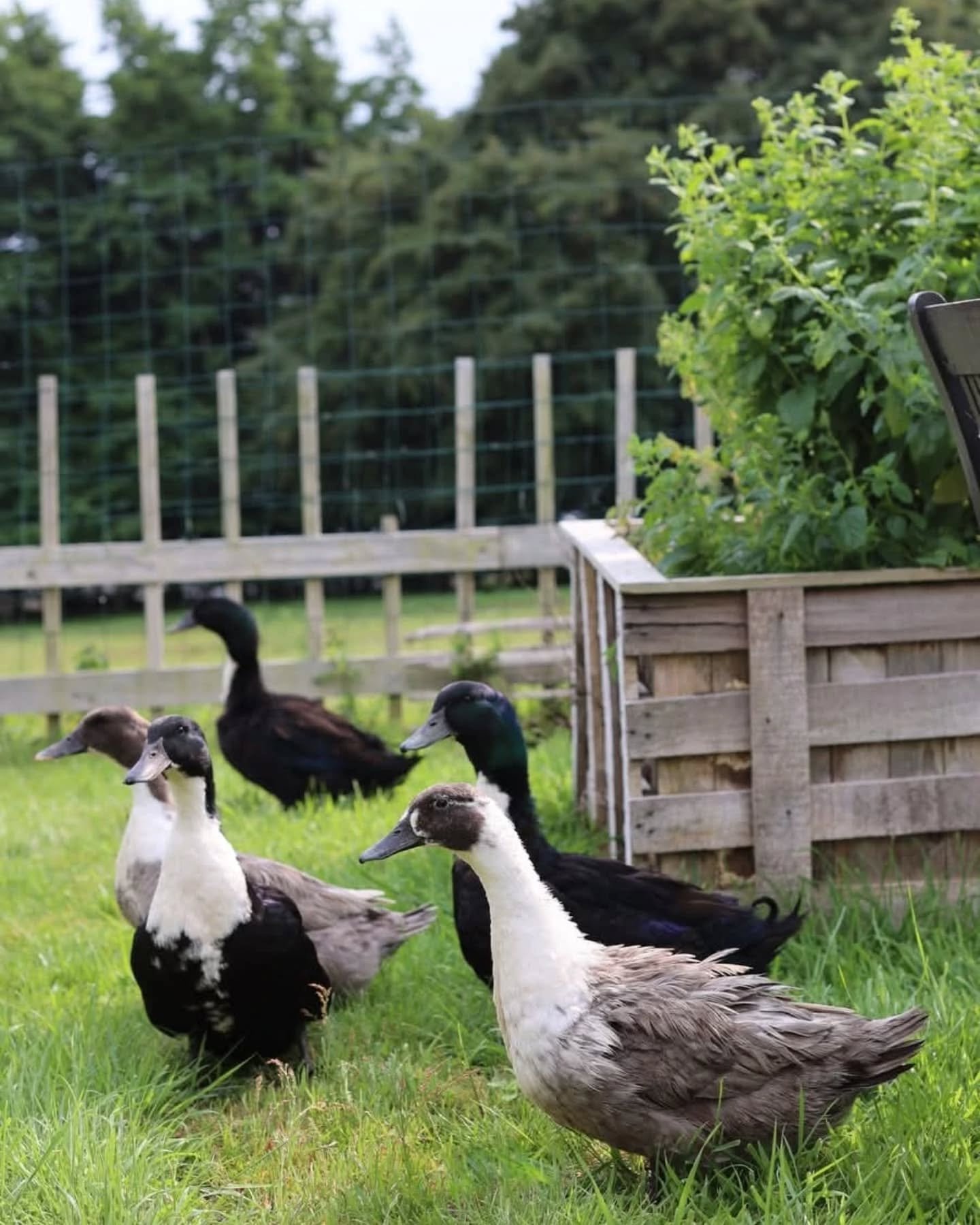 A few days into June ...

Our little dysfunctional Normandy duck family (don't ask) ... gardens taking off, mock orange in bloom and it smells divine! Plus Indigo tomatoes already appearing in the greenhouse -- so excited!

What's happening in your g