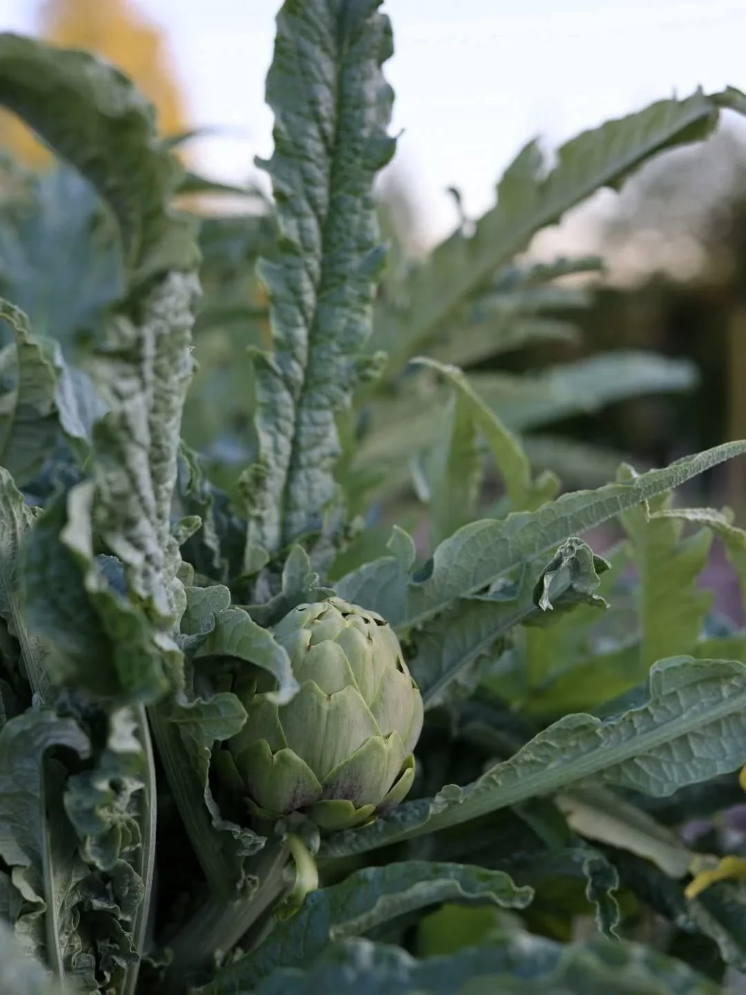 The simple appearance of the first harvest of artichokes changed everything for me this week. It helped me step back and let go of seasonal expectations and worries about falling behind... And just see what grows.

Catch up and read more in this week