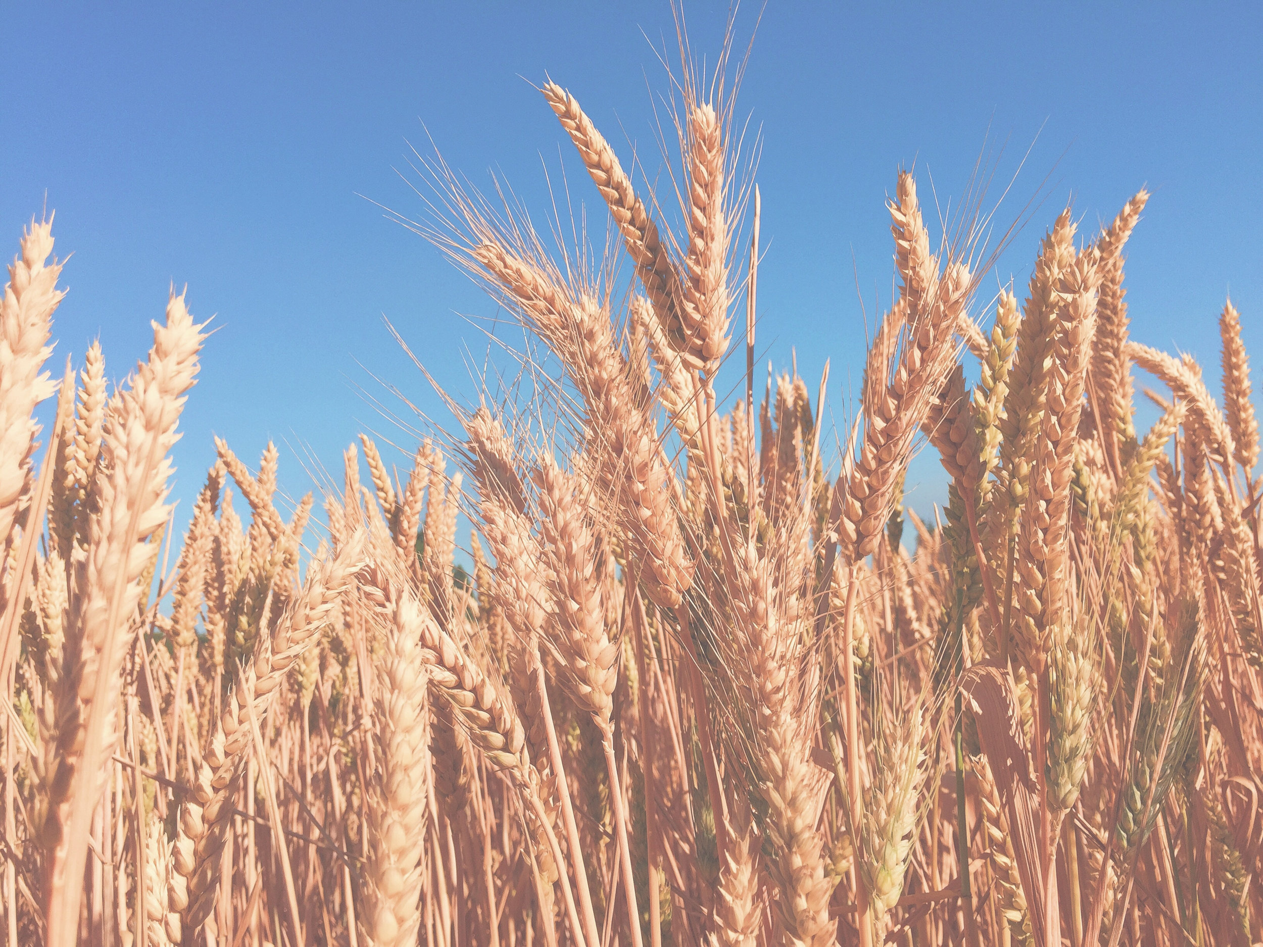 Quarta-feira da quarta semana do tempo pascal