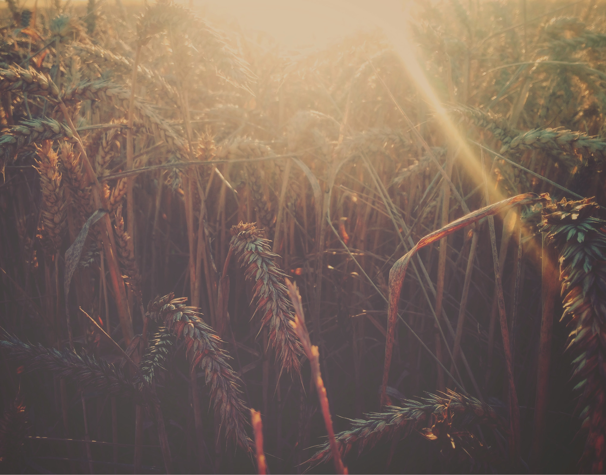 Quinta-feira, festa litúrgica de São Bento, Padroeiro da Europa