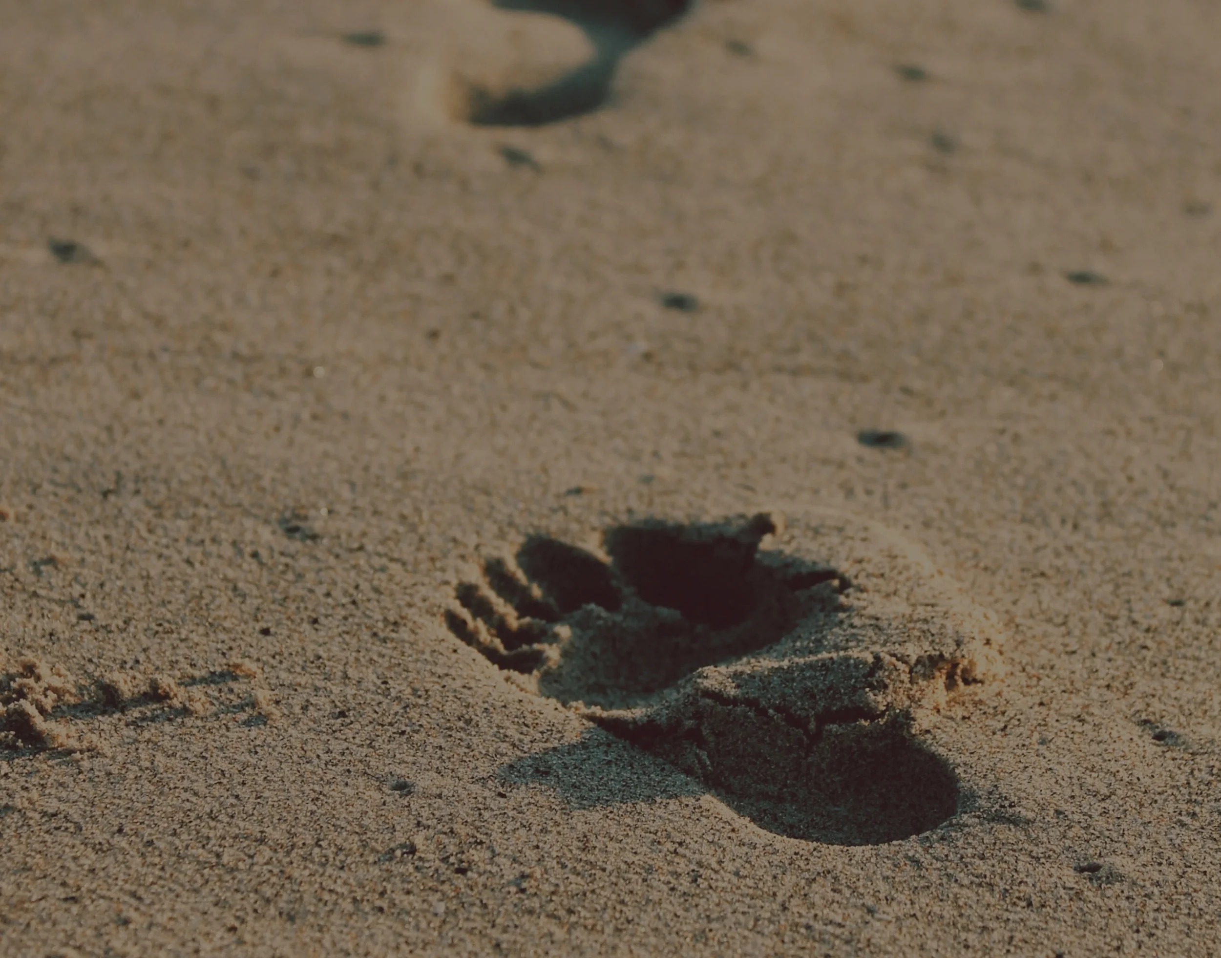 Vigésimo primeiro domingo do tempo comum