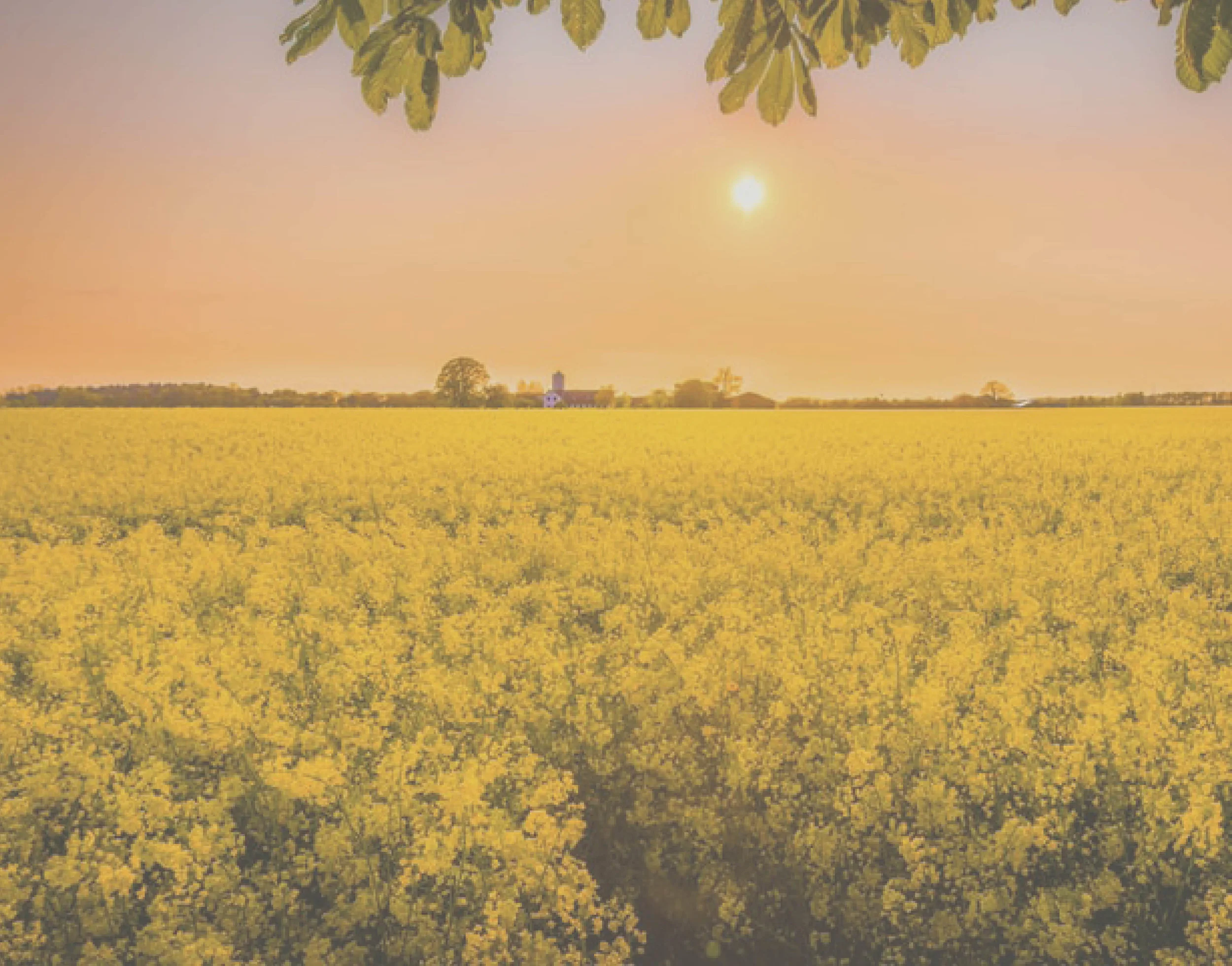 Vigésimo quinto domingo do tempo comum