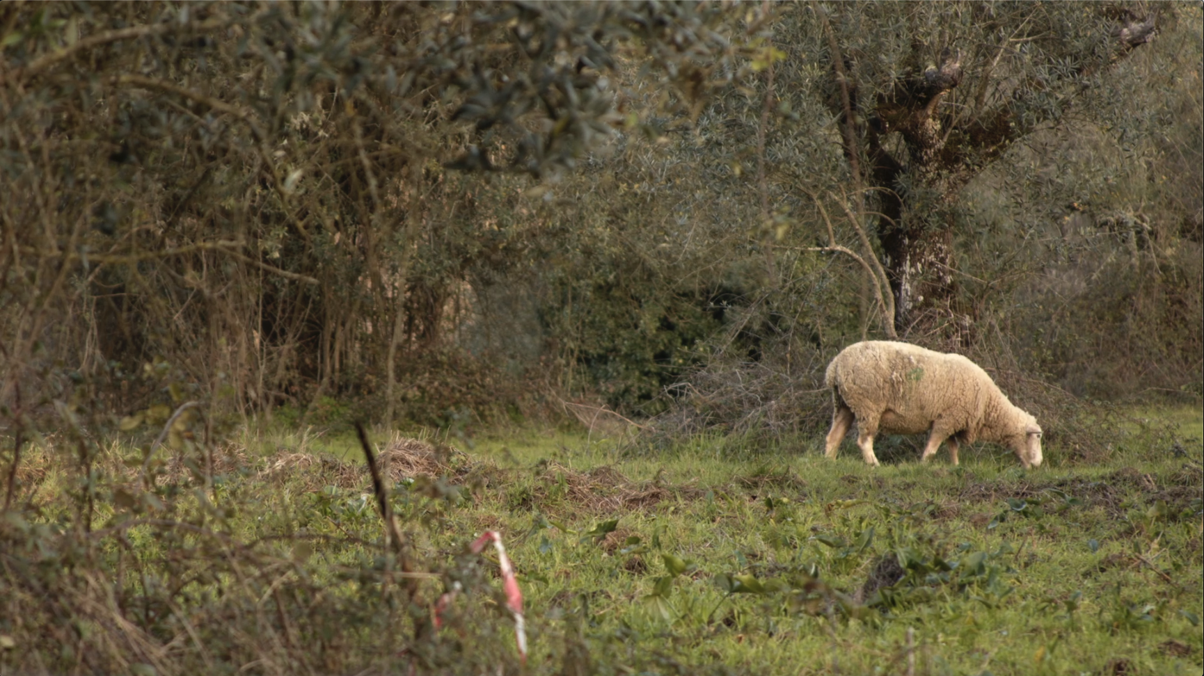 Tríduo Pascal do Passo-a-Rezar propõe uma Páscoa da Criação