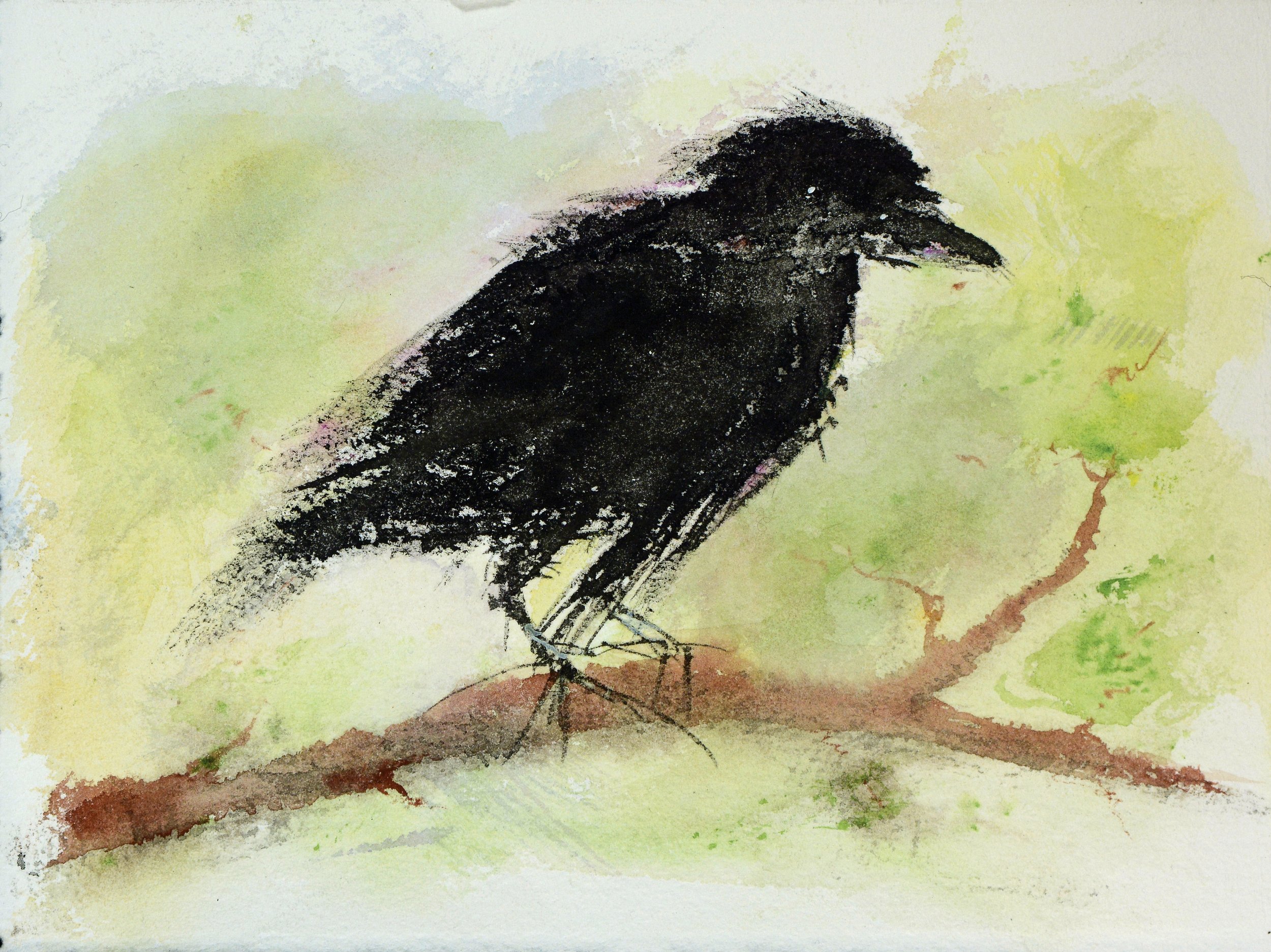 Crow Fledgling