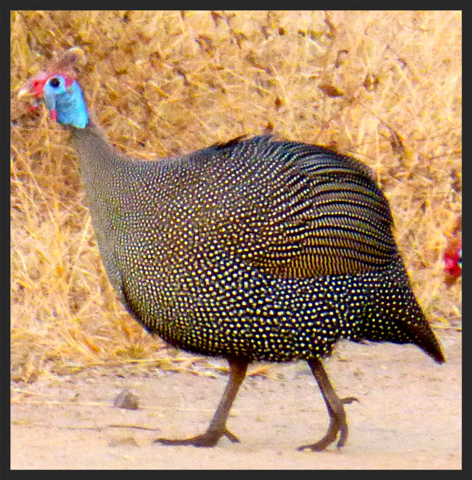 guinea fowl