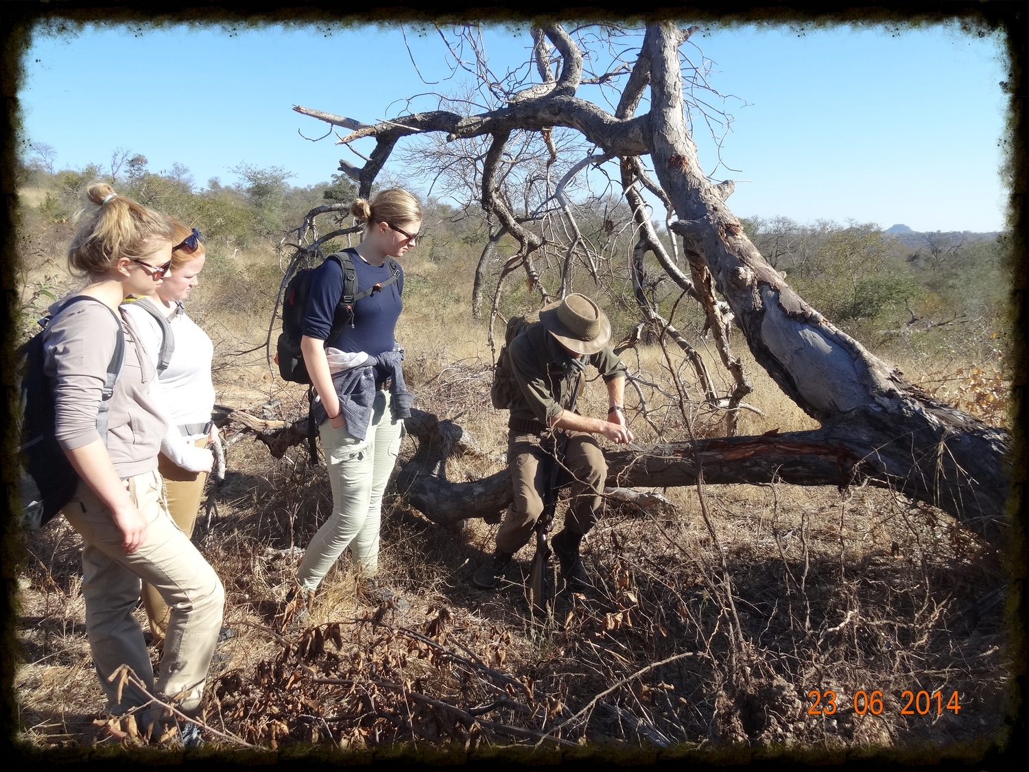Looking at the effect of elephants foraging on this mimosa tree as well as about the tree's medicinal activity.
