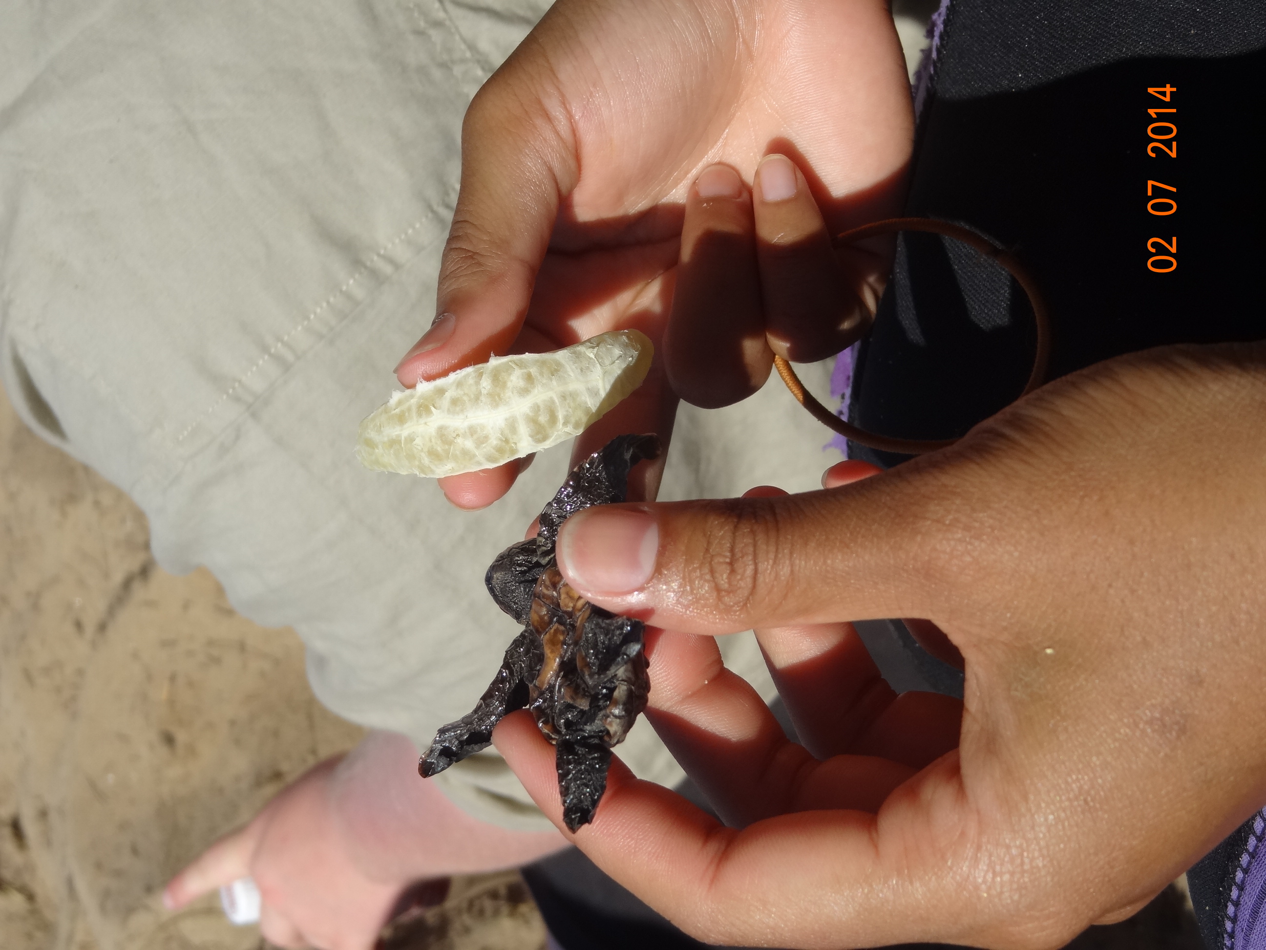Studying the remains of a newly hatched turtle.