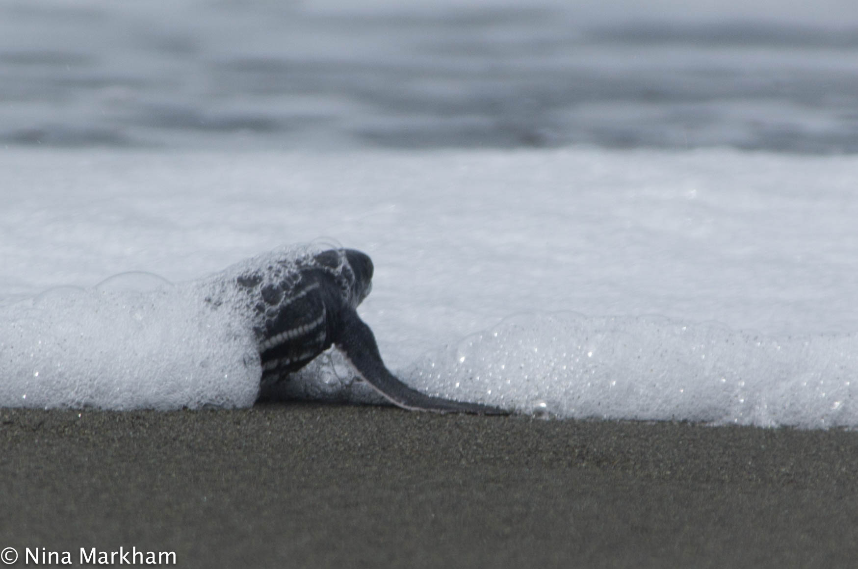A baby leatherback turtle entering the water