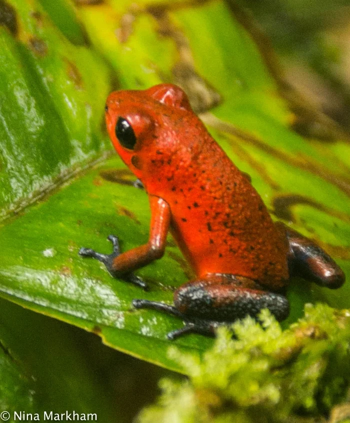 Strawberry Poison Dart Frog at La Suerte (1 of 1).jpg