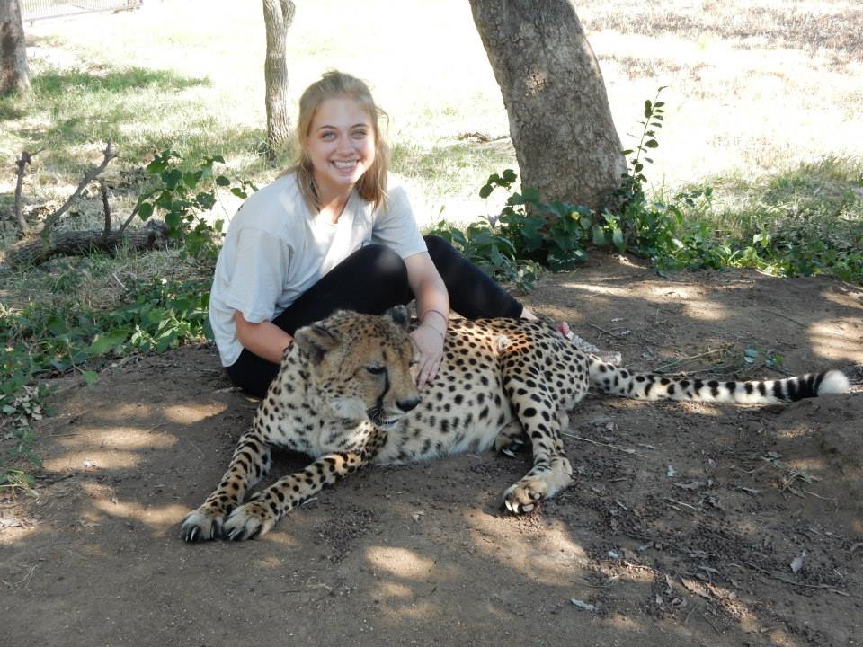 A hand-raised cheetah that couldn't be successfully released into the wild and was traded with the rehab center for a cheetah that needed to be released and was successfully reintroduced into the wild. 