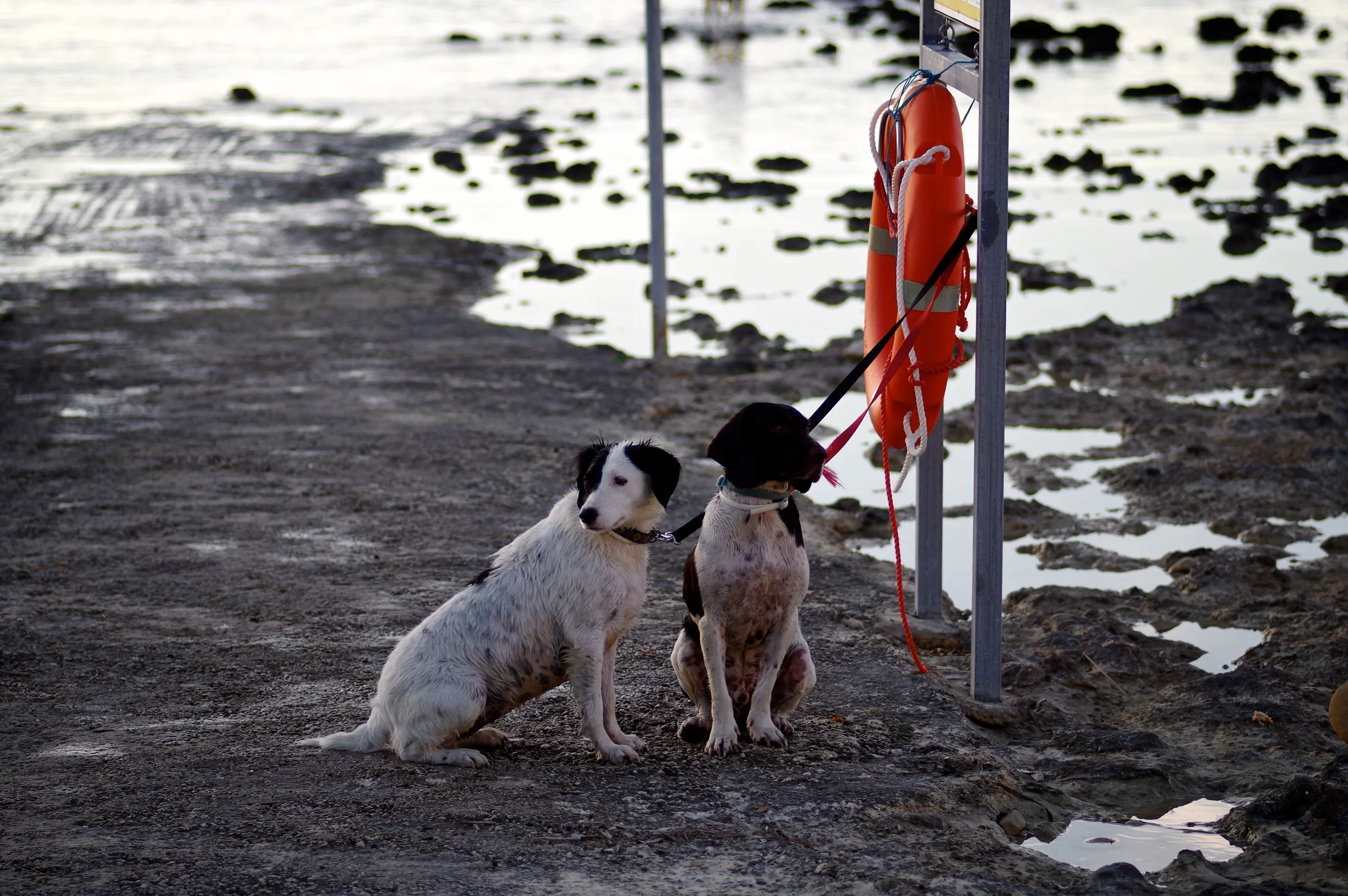 IMGP9557 - Version 2.jpg