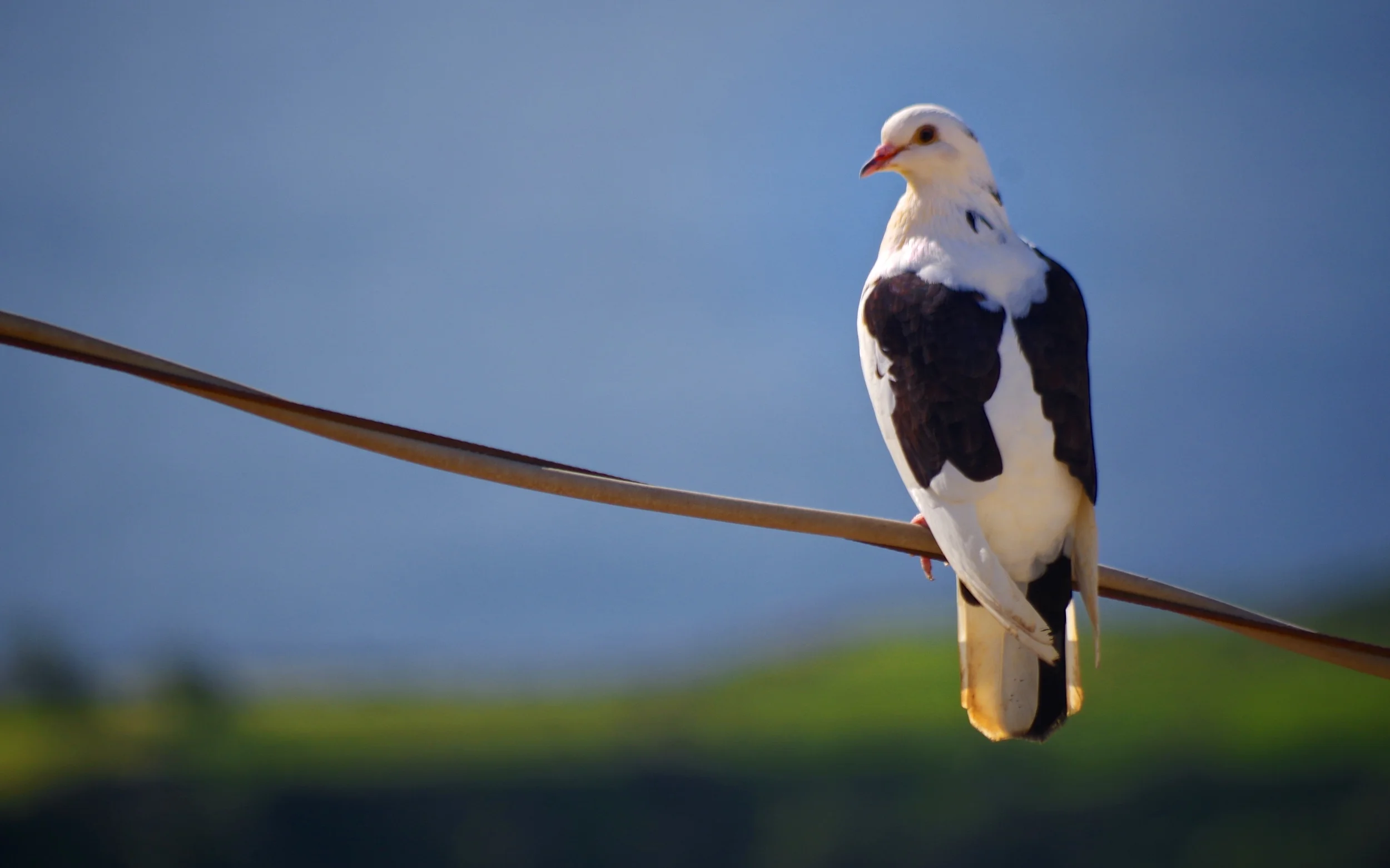 IMGP1299 - Version 2.jpg