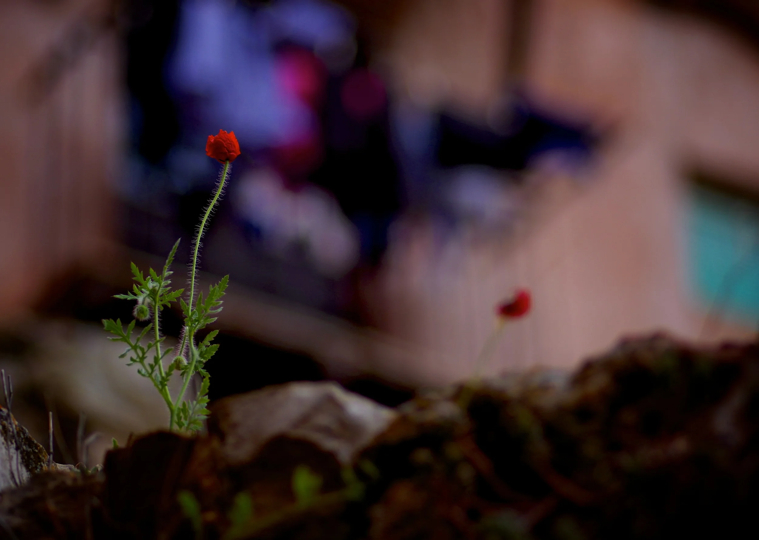 IMGP1805 - Version 2.jpg