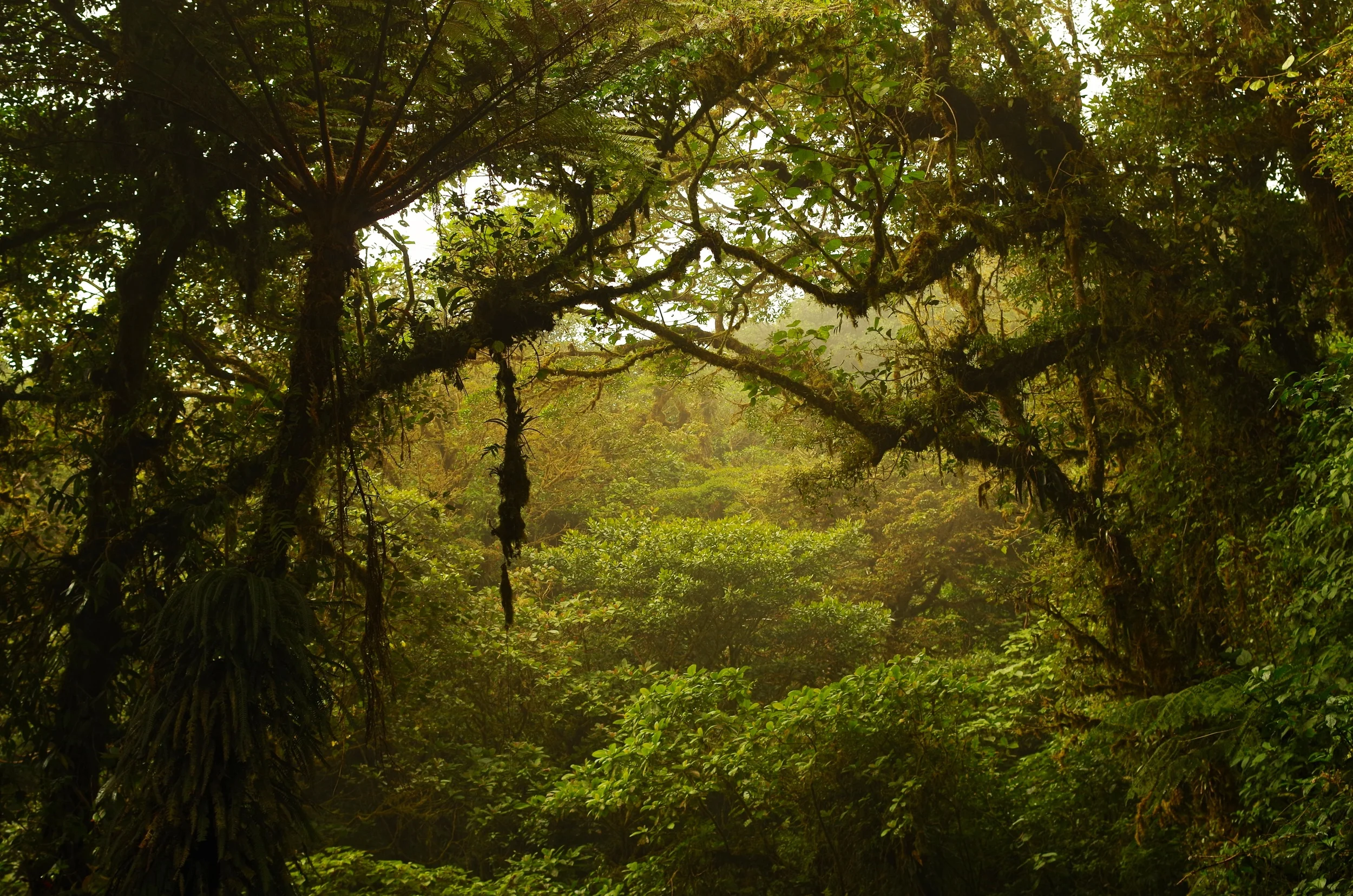 Rainforests of Nuboso Santa Elena A lush virgin forest dripping with bird and amphibious species, monkeys and arboreal mammals.