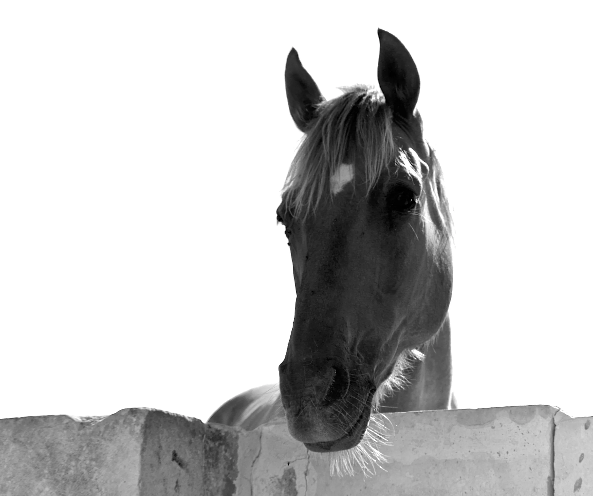 IMGP4241 - Version 3.jpg