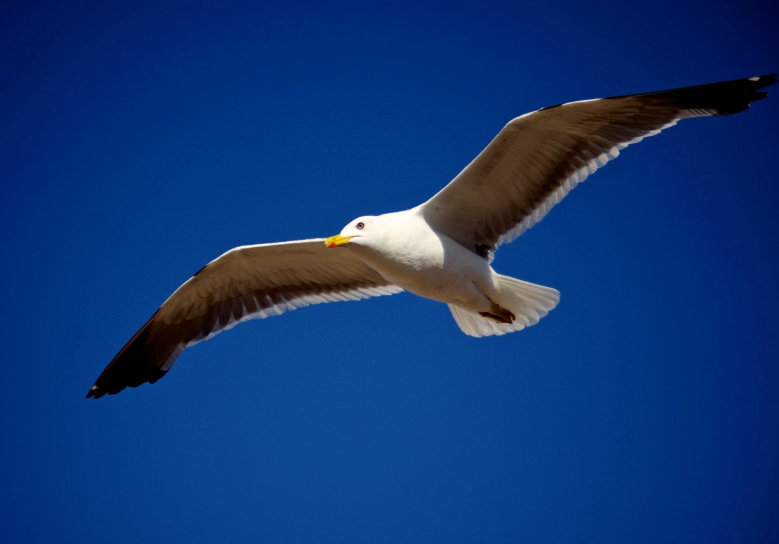 IMGP5621 - Version 2.jpg