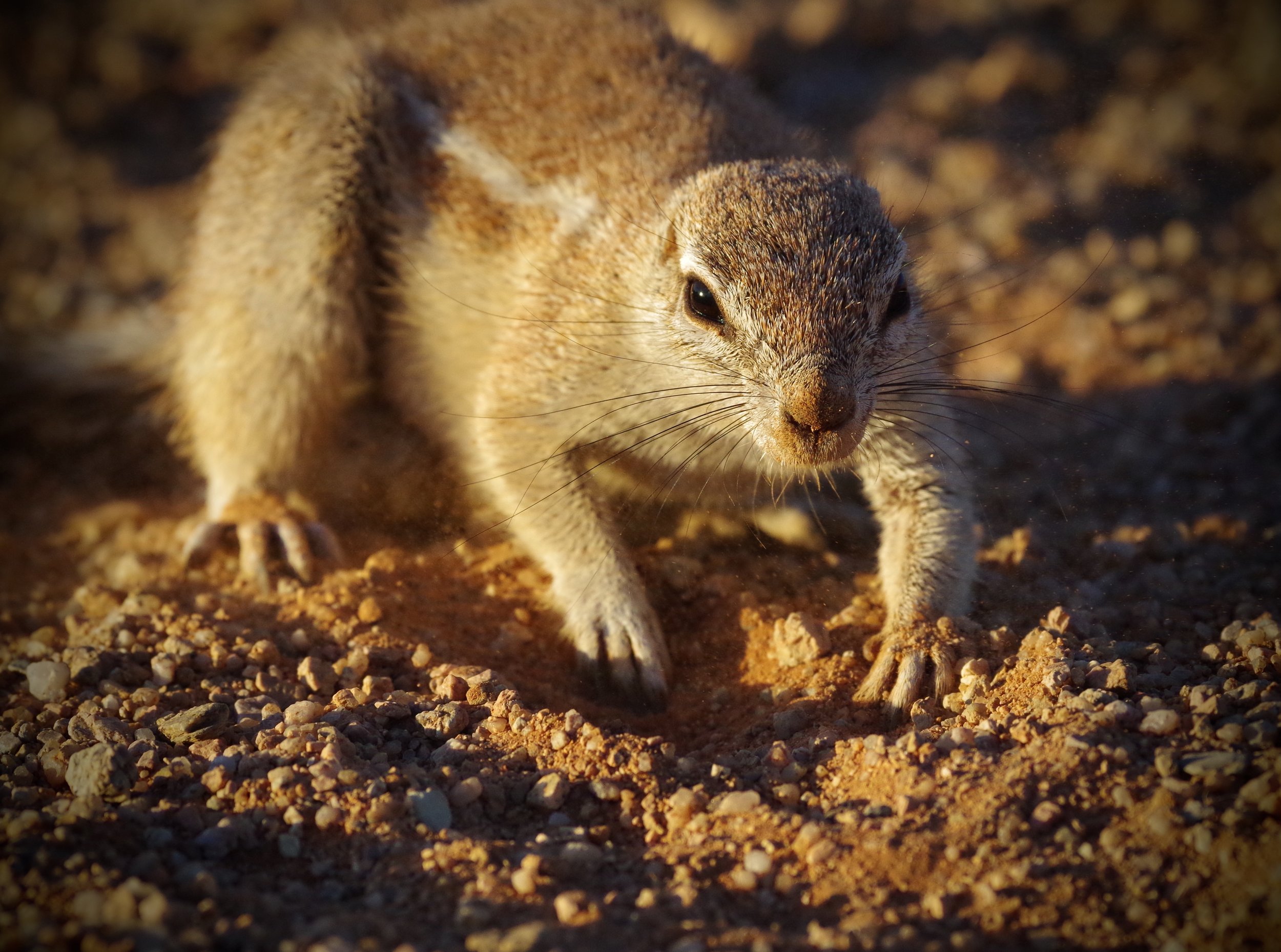 Watch The dig for food is momentarily halted as the camera clicks.