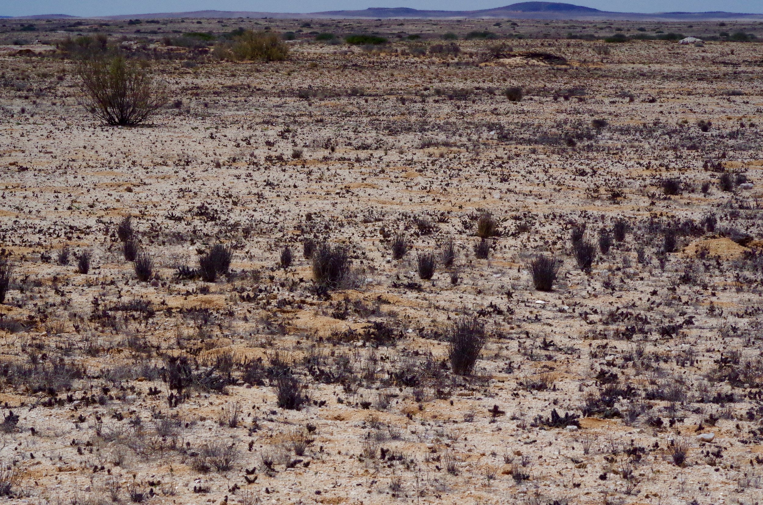 Barren Burnt shrubs and scorched clay plains stretch as far as the blue horizon of mountainous foothills.