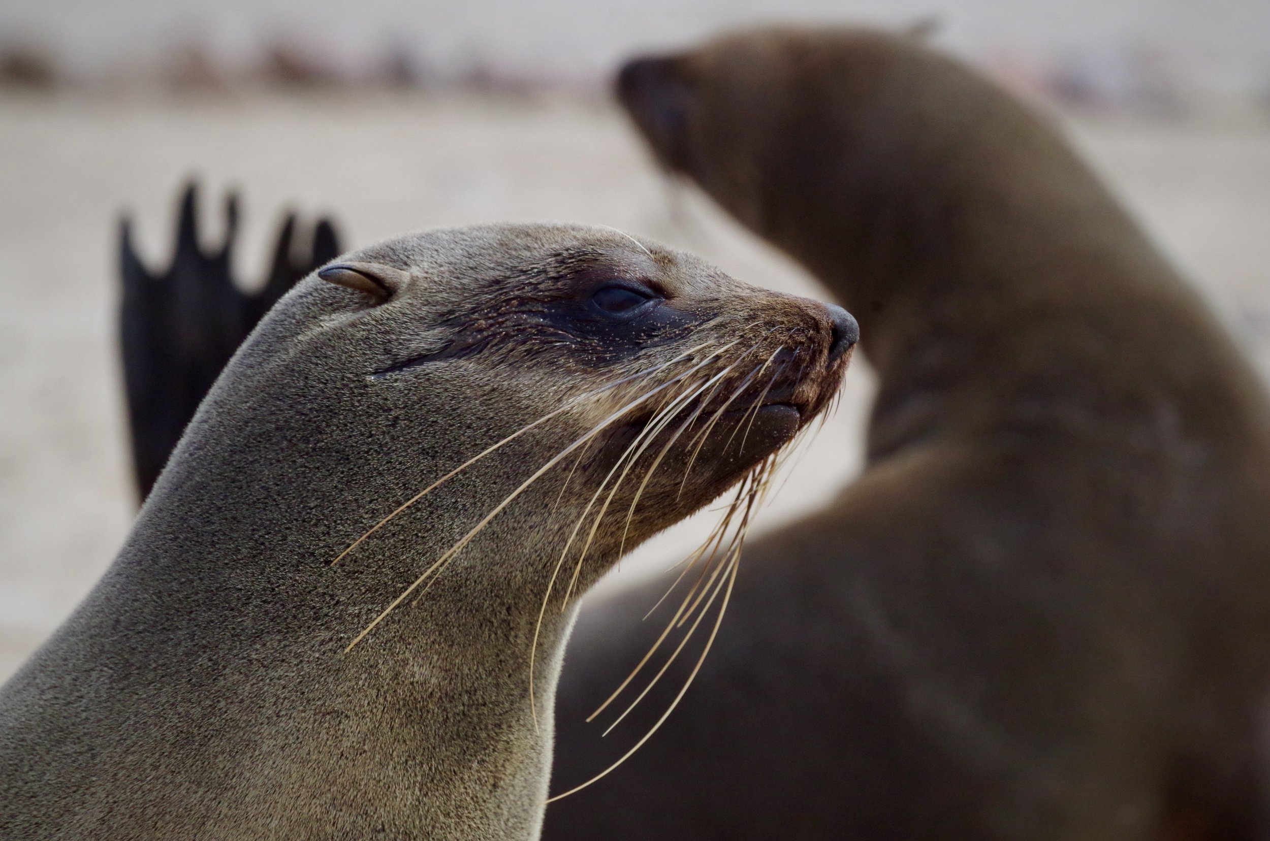 An Impressive Range The African fur seal lives around the southern and southwestern coast of Africa from Cape Cross in Namibia and around the Cape of Good Hope to Black Rocks near Port Elizabeth in the Eastern Cape province.