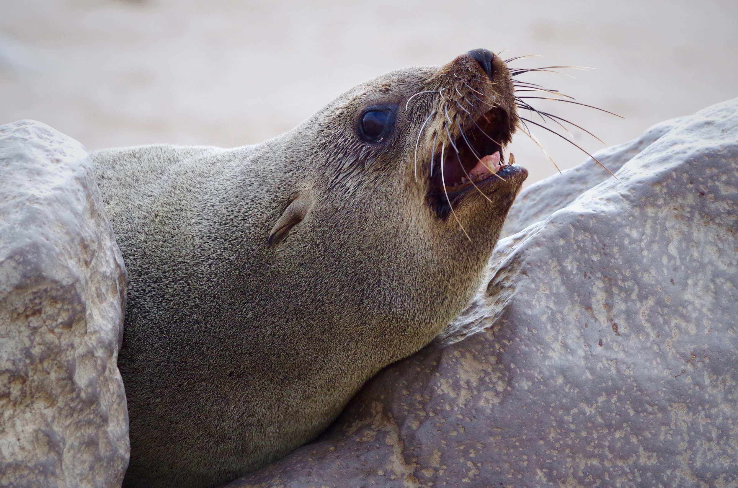 Call Across The Waves Cape fur seals have loud barking calls. Every pup learns to respond to his mother’s call for safety.