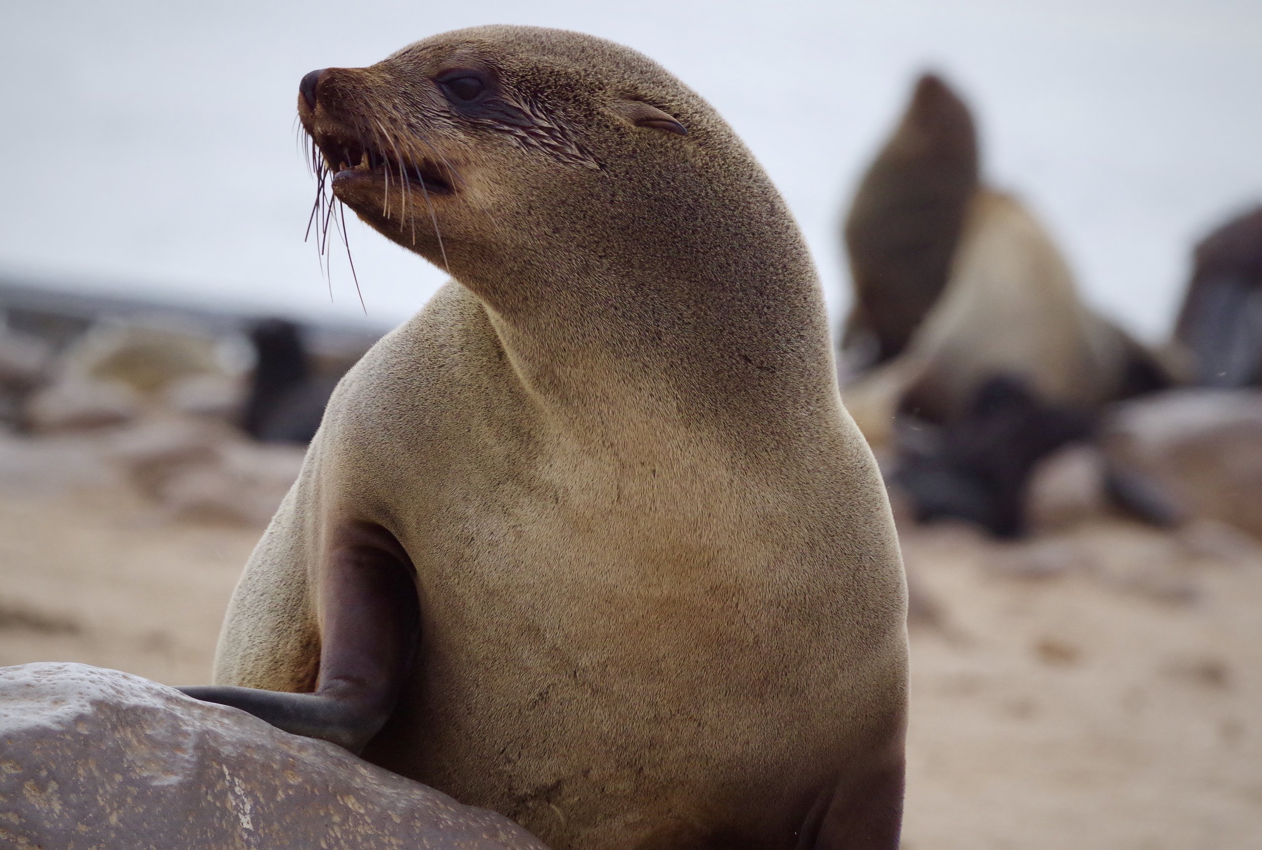 Marking Her Territory A female Cape Fur Seal stands proudly on her rock, surveying her colony.