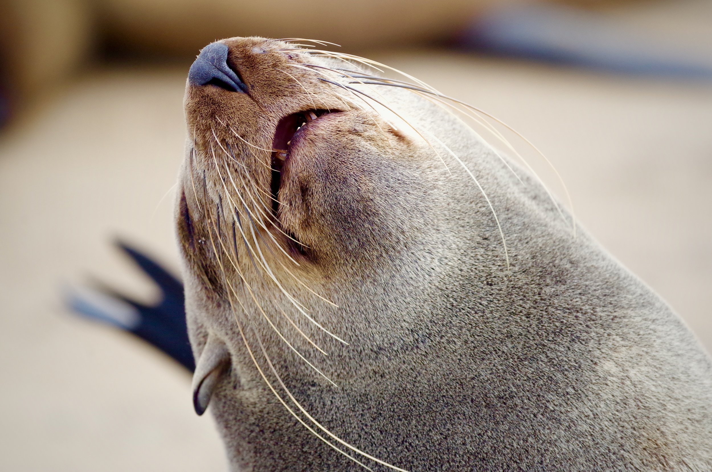 Cape Fur Seal Boisterous and confident fur seals form large colonies along the Skeleton Coast.